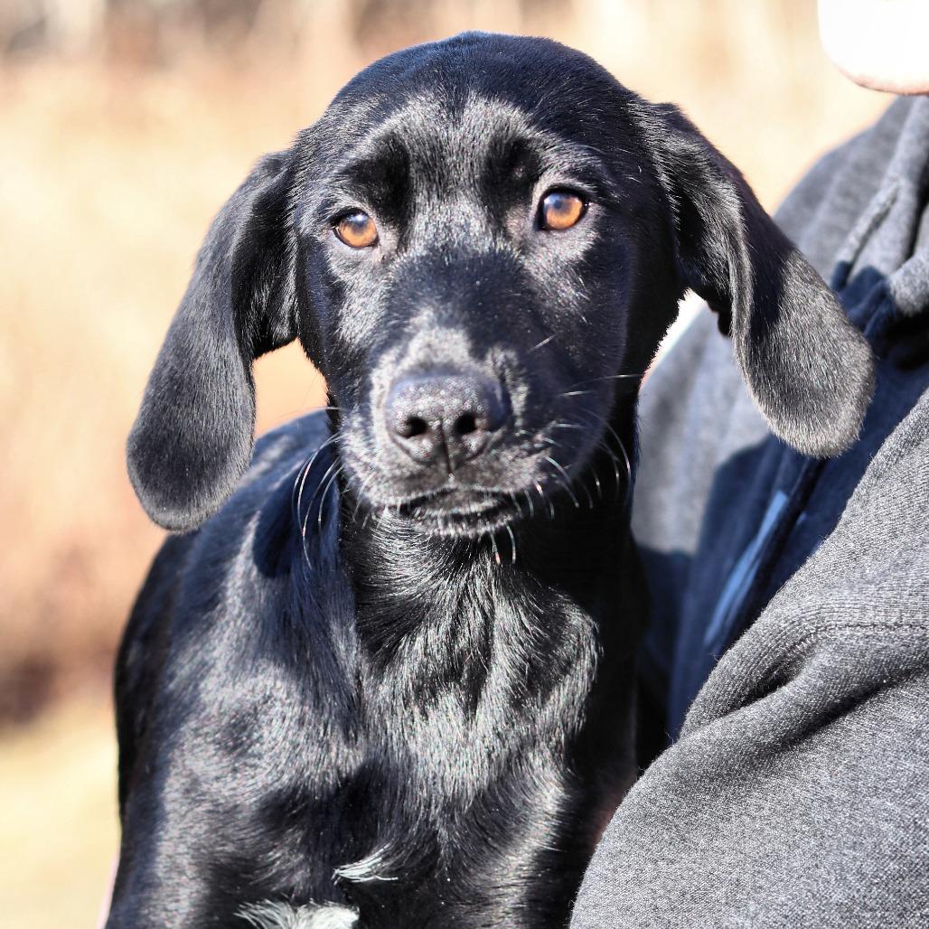 CT Flautas avail Feb 21 (Tractor Supply- Putnam, CT), a Adoptable mixed breed in Eastford, CT image 3/5