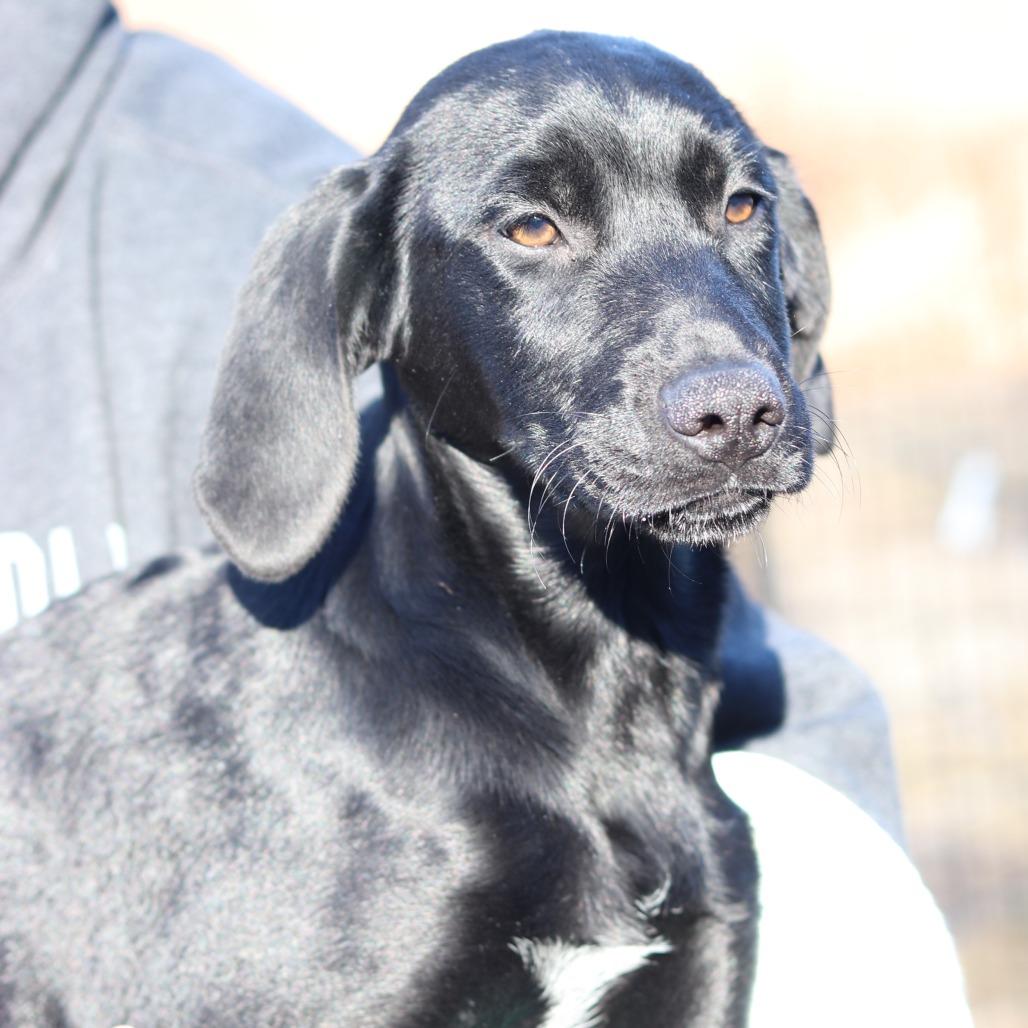 CT Flautas avail Feb 21 (Tractor Supply- Putnam, CT), a Adoptable mixed breed in Eastford, CT image 4/5