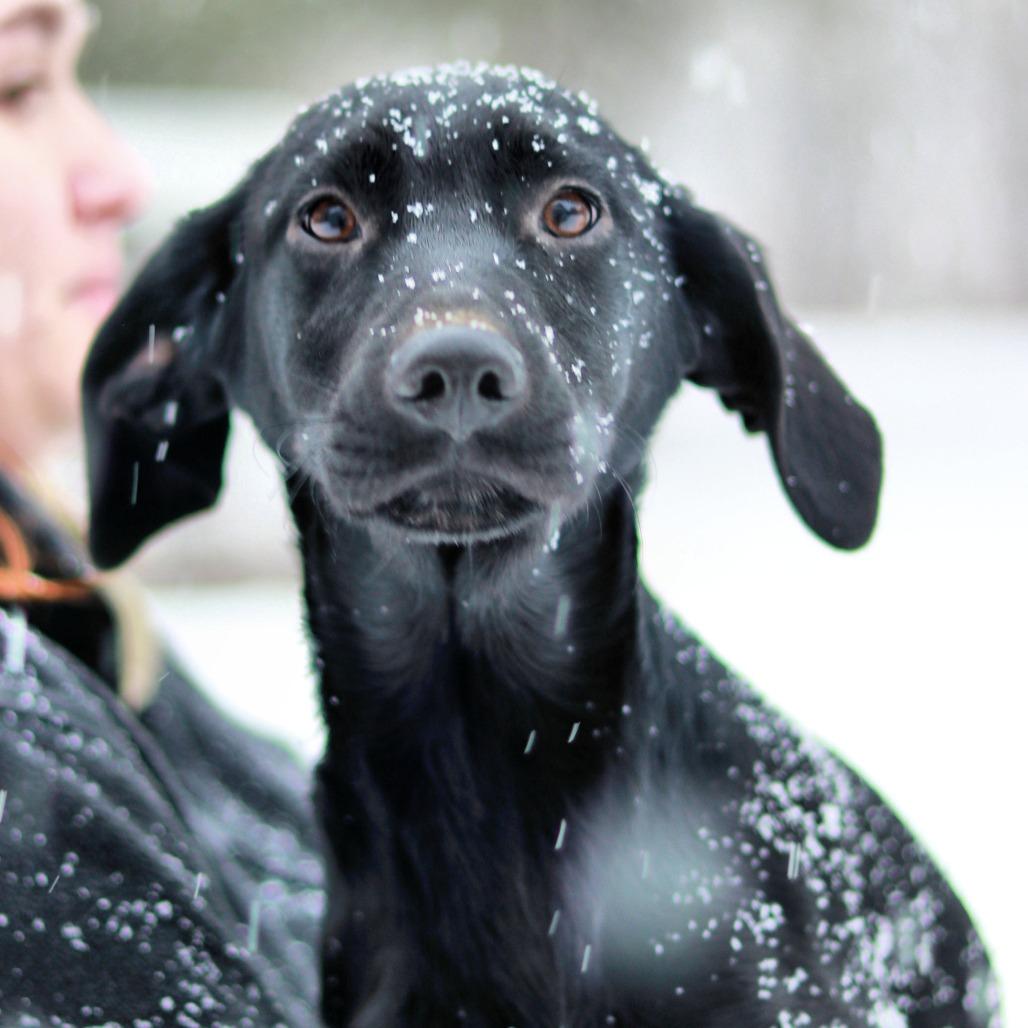 CT Flautas avail Feb 21 (Tractor Supply- Putnam, CT), a Adoptable mixed breed in Eastford, CT image 5/5