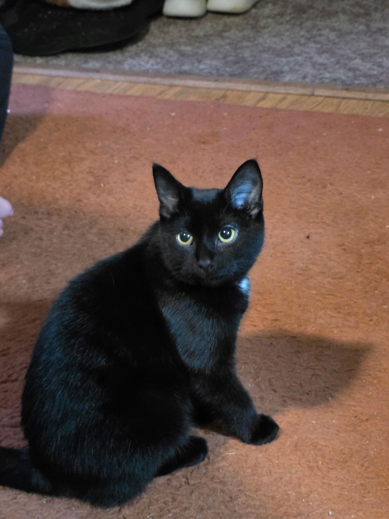 Enlarge Toothless, a Adoptable Domestic Short Hair in Zimmerman, MN image 1/2