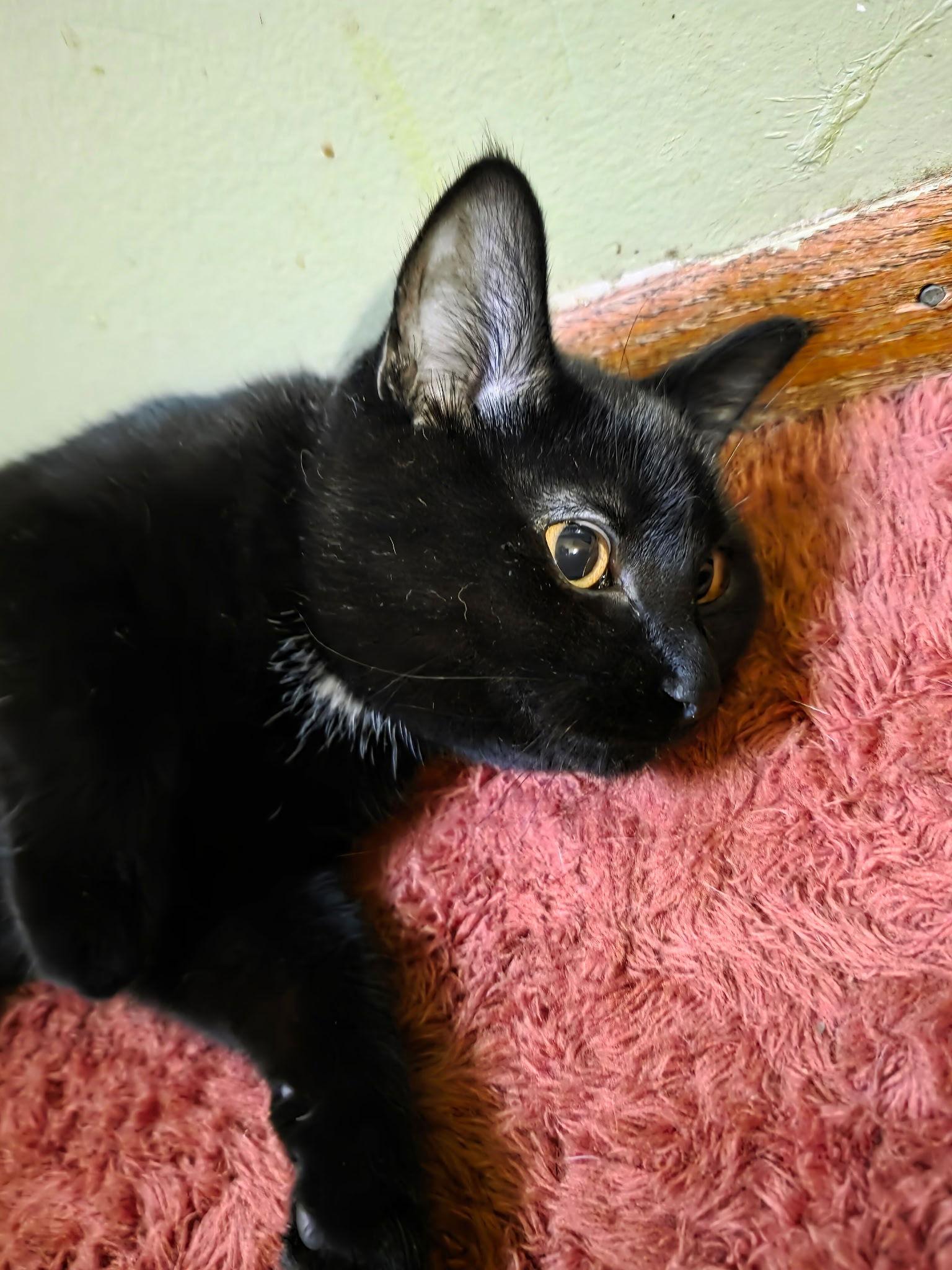 Enlarge Toothless, a Adoptable Domestic Short Hair in Zimmerman, MN image 2/2