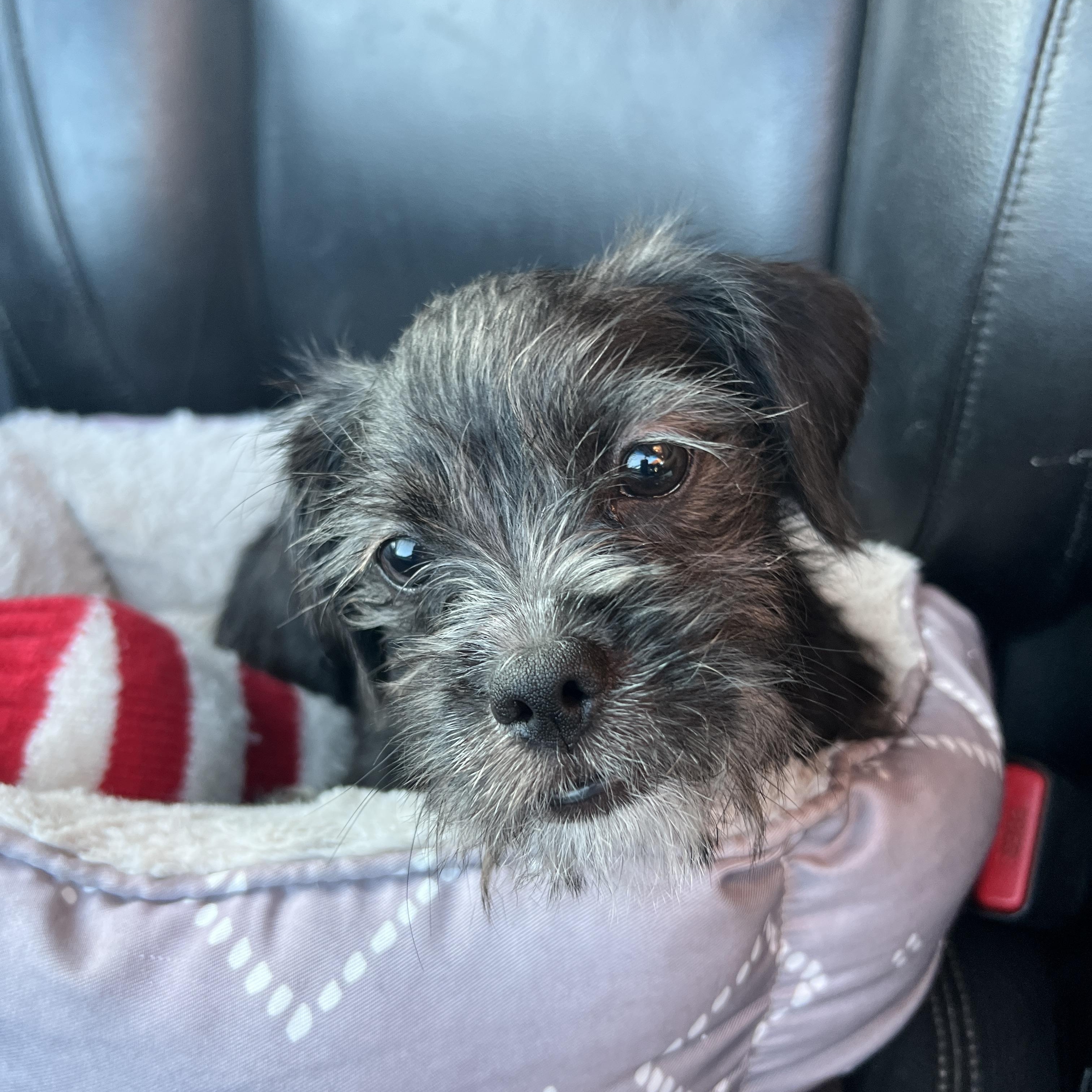 Tati, ADOPTABLE, Puppy Female Maltese & Terrier.