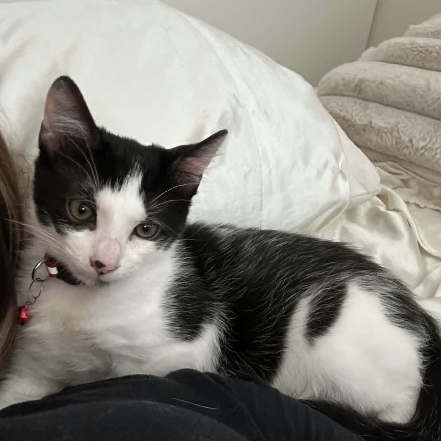 Adam, ADOPTABLE, Kitten Male Domestic Short Hair.