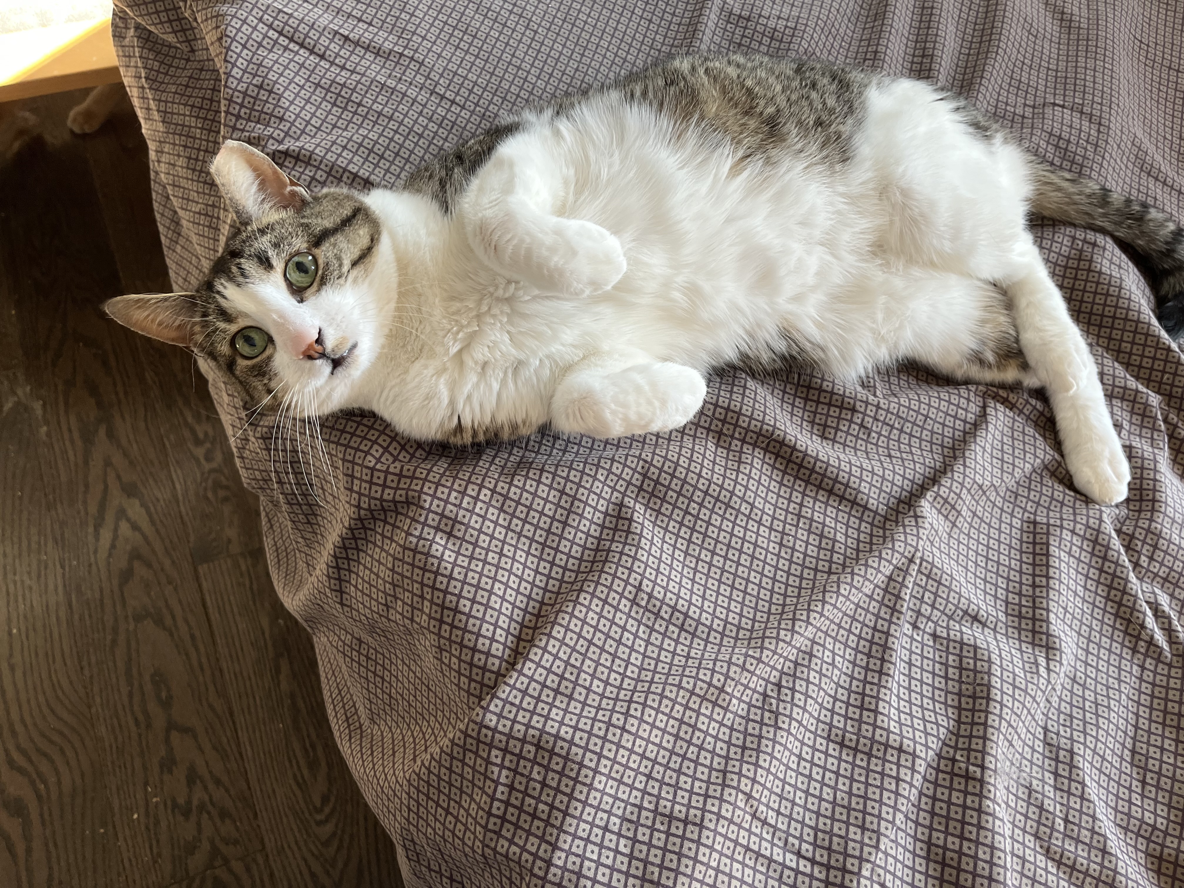 Pigeon Norfolk, a Adoptable Domestic Short Hair in Philadelphia, PA image 3/6