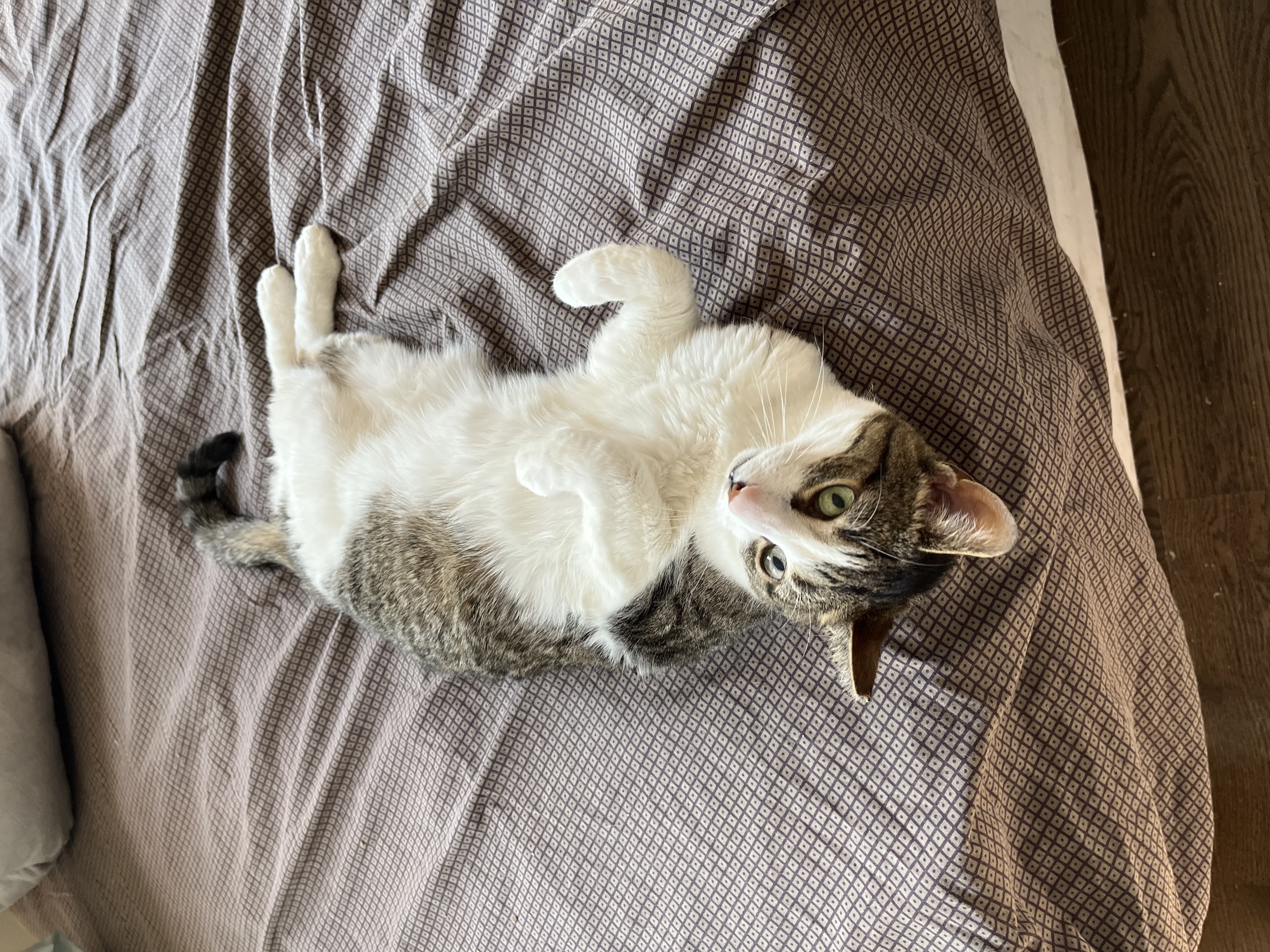 Pigeon Norfolk, a Adoptable Domestic Short Hair in Philadelphia, PA image 4/6