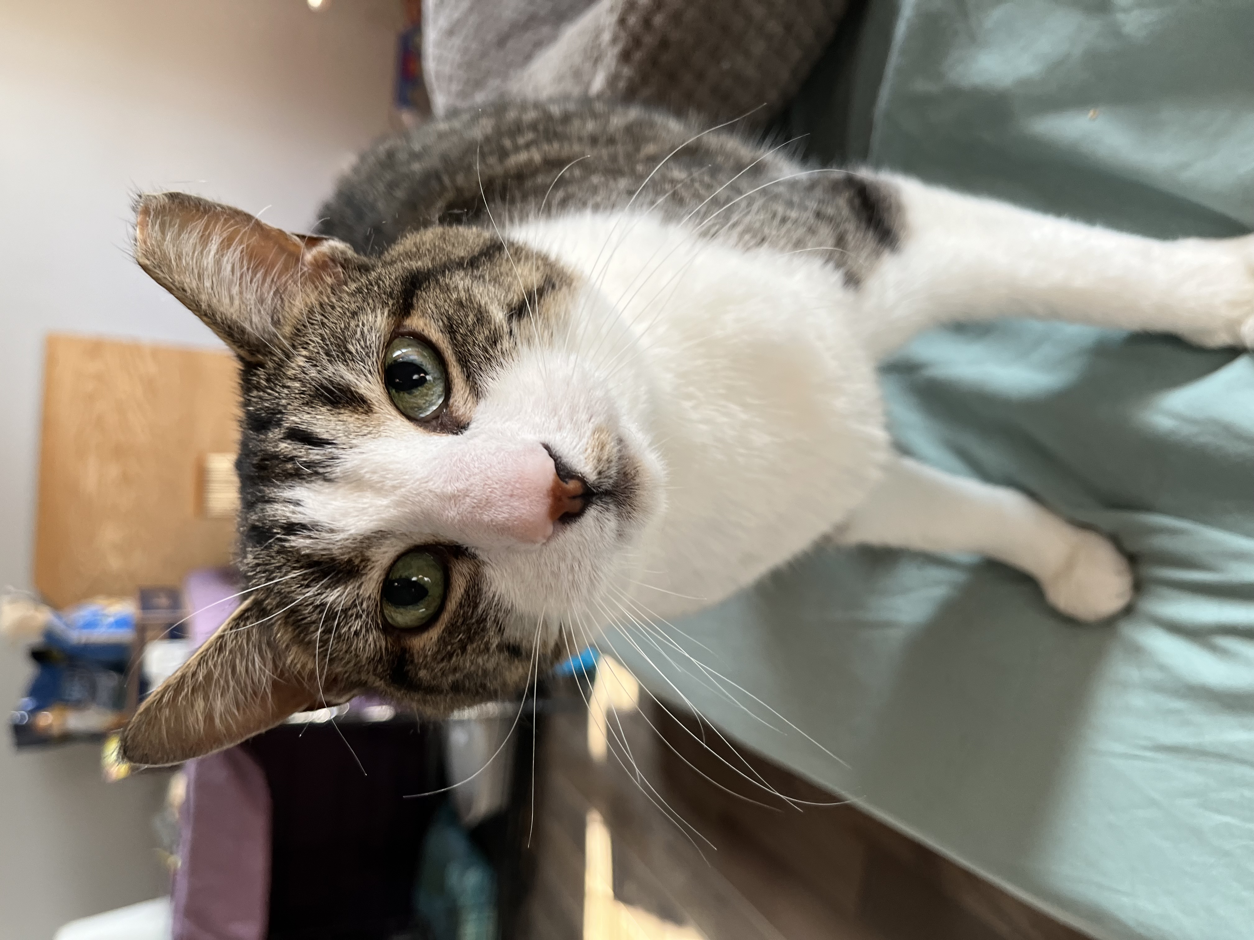 Pigeon Norfolk, a Adoptable Domestic Short Hair in Philadelphia, PA image 6/6