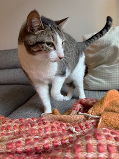 Pigeon Norfolk, a Adoptable Domestic Short Hair in Philadelphia, PA image 2/6