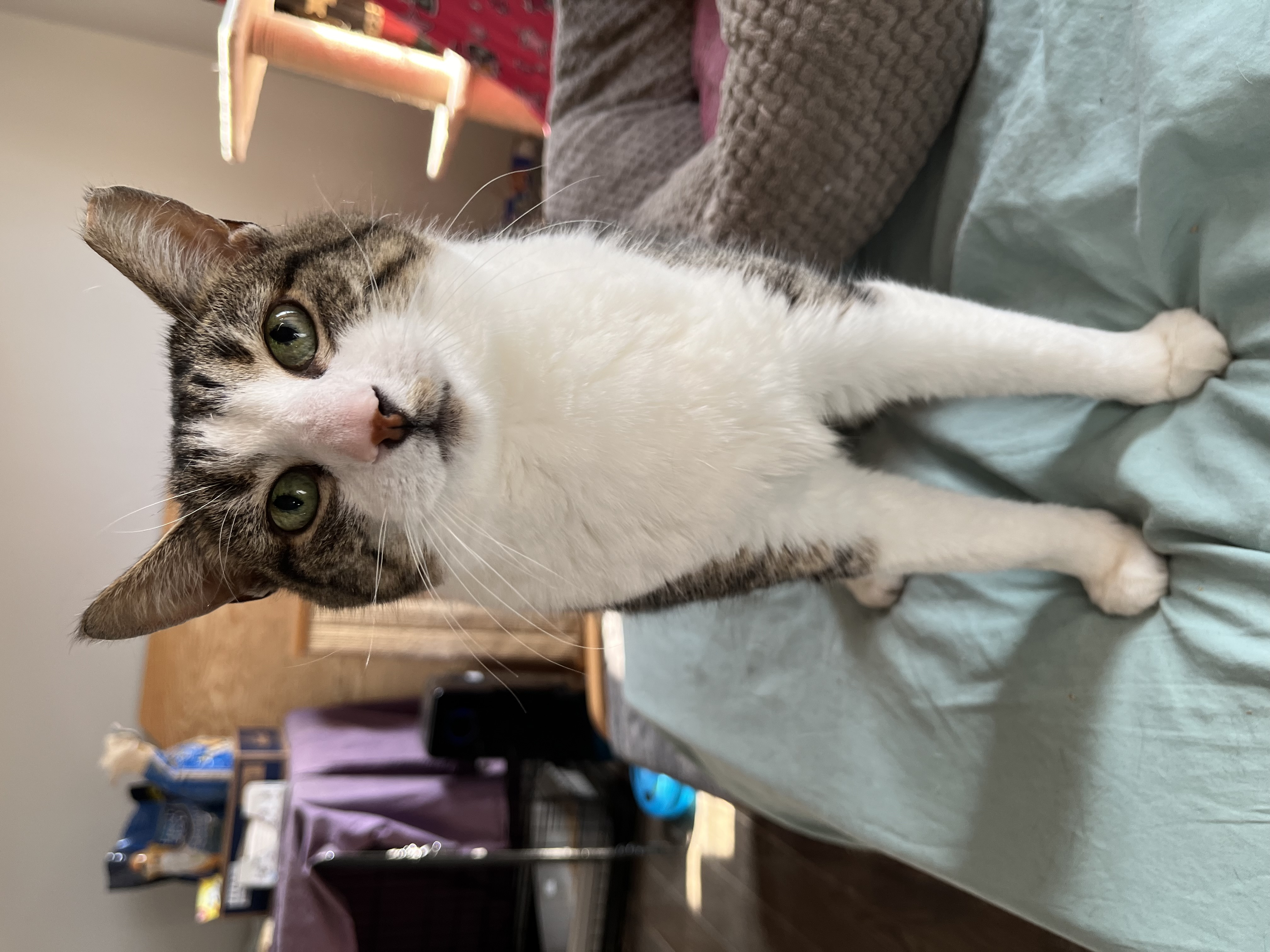 Pigeon Norfolk, a Adoptable Domestic Short Hair in Philadelphia, PA image 5/6