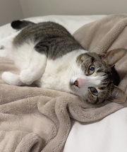 Pigeon Norfolk, a Adoptable Domestic Short Hair in Philadelphia, PA image 1/6