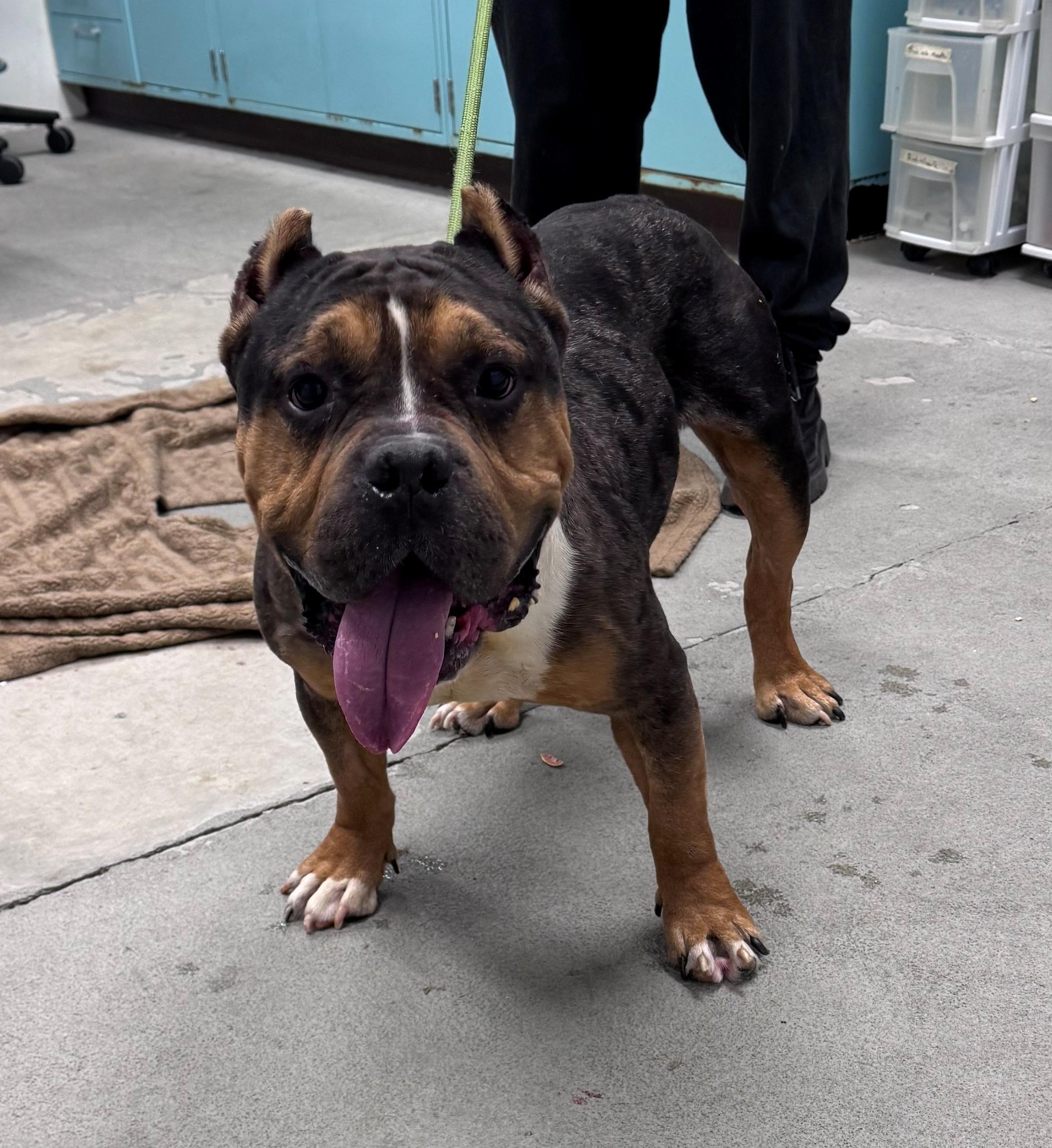 Enlarge Kevin, a ADOPTABLE mixed breed in Urbana, IL image 1/1