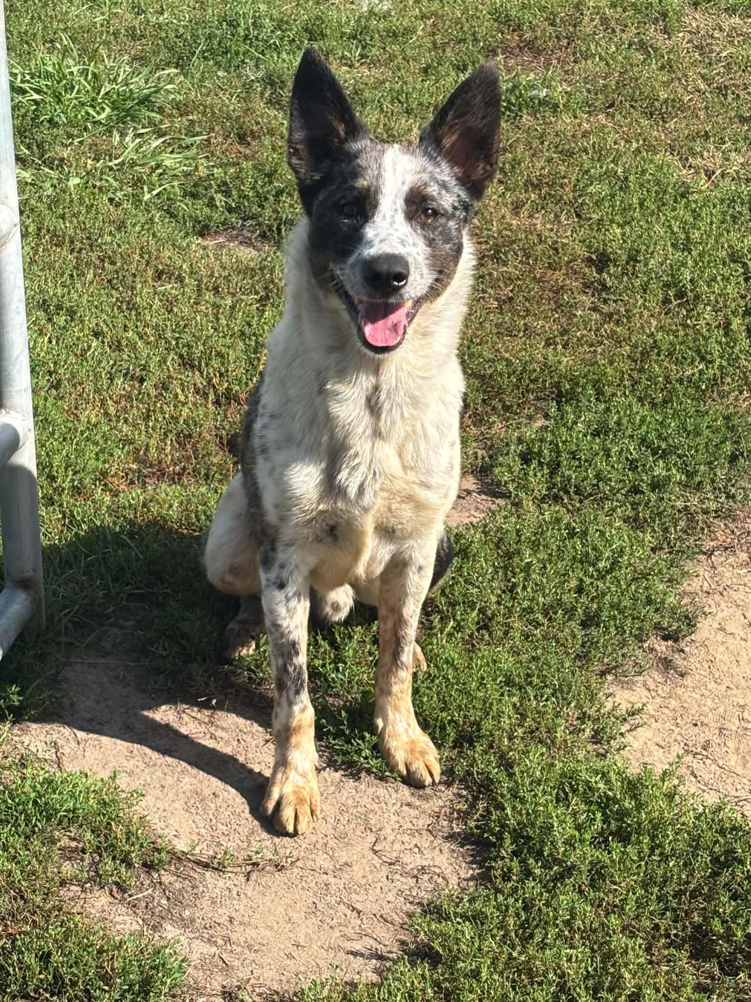 Baxter, Adoptable, Young Male Australian Cattle Dog / Blue Heeler.