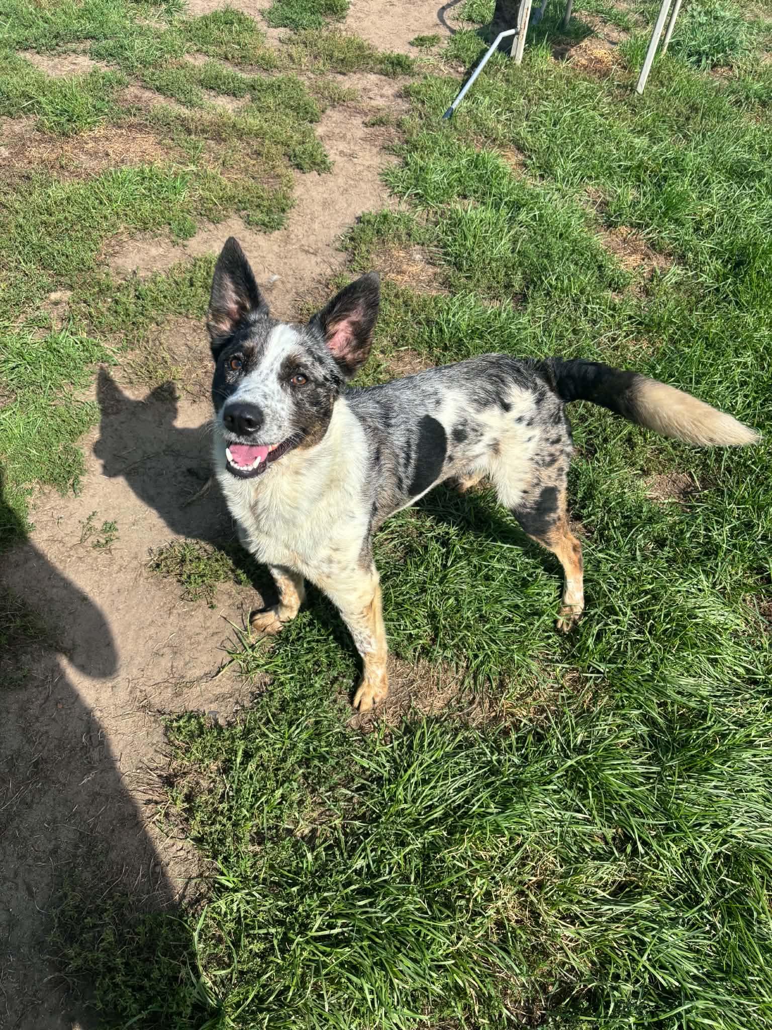 Enlarge Baxter, a Adoptable Australian Cattle Dog / Blue Heeler in Lisle, ON image 3/3
