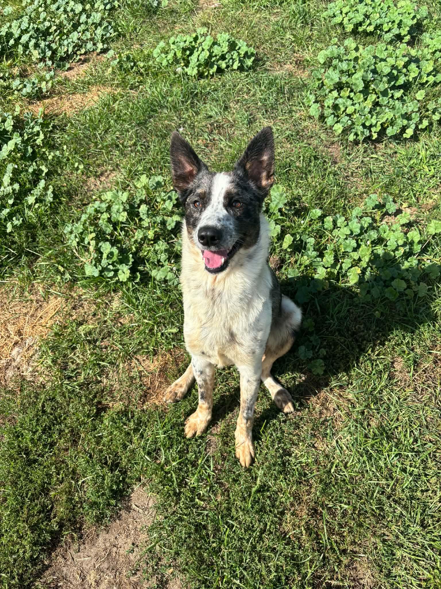 Enlarge Baxter, a Adoptable Australian Cattle Dog / Blue Heeler in Lisle, ON image 2/3