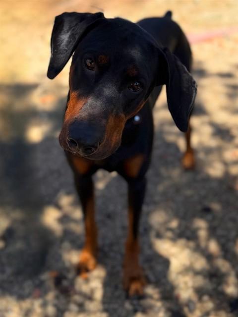 THORIN, Adoptable, Adult Male Doberman Pinscher.