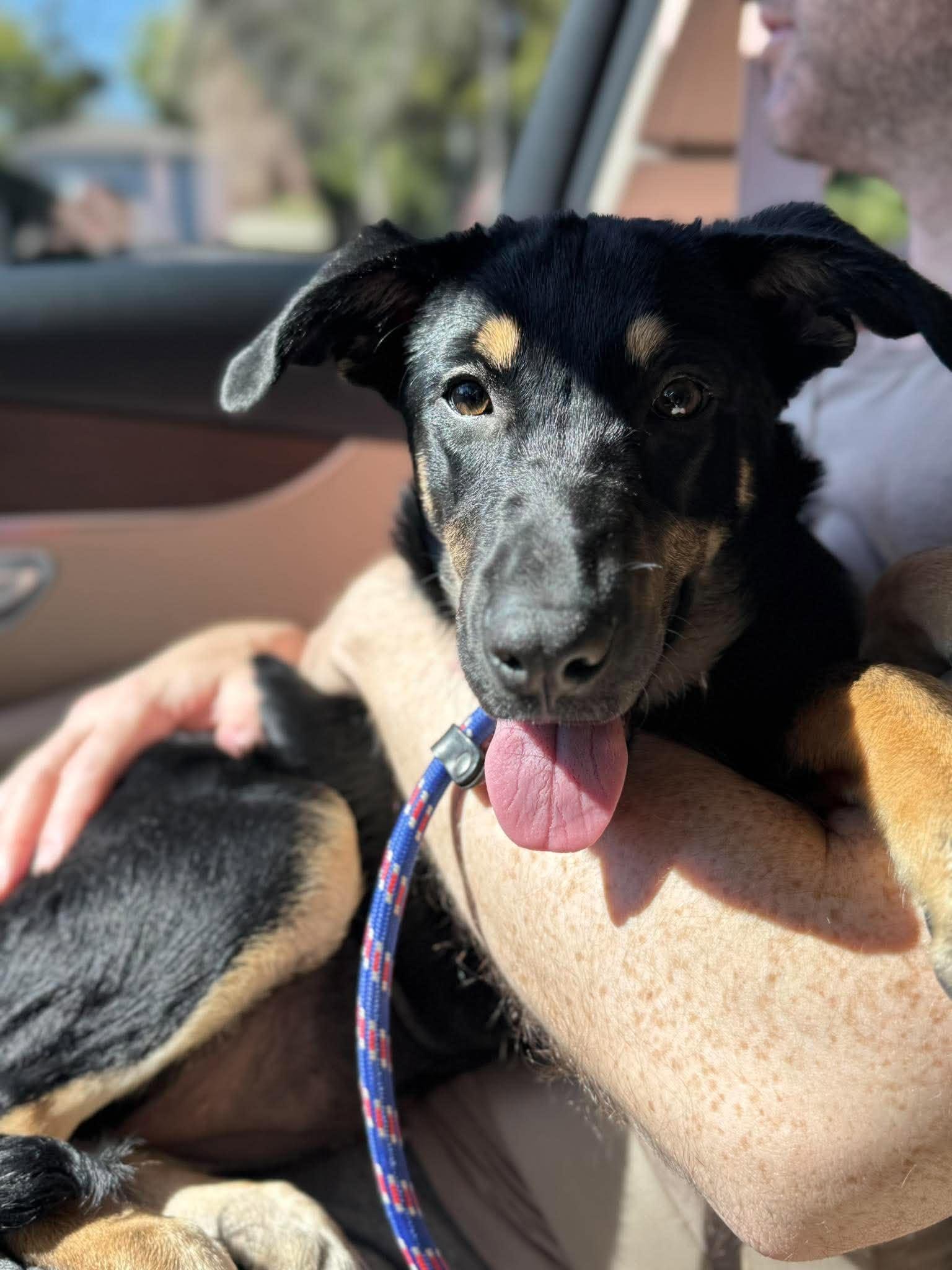 Snickers, Adoptable, Puppy Female Shepherd.