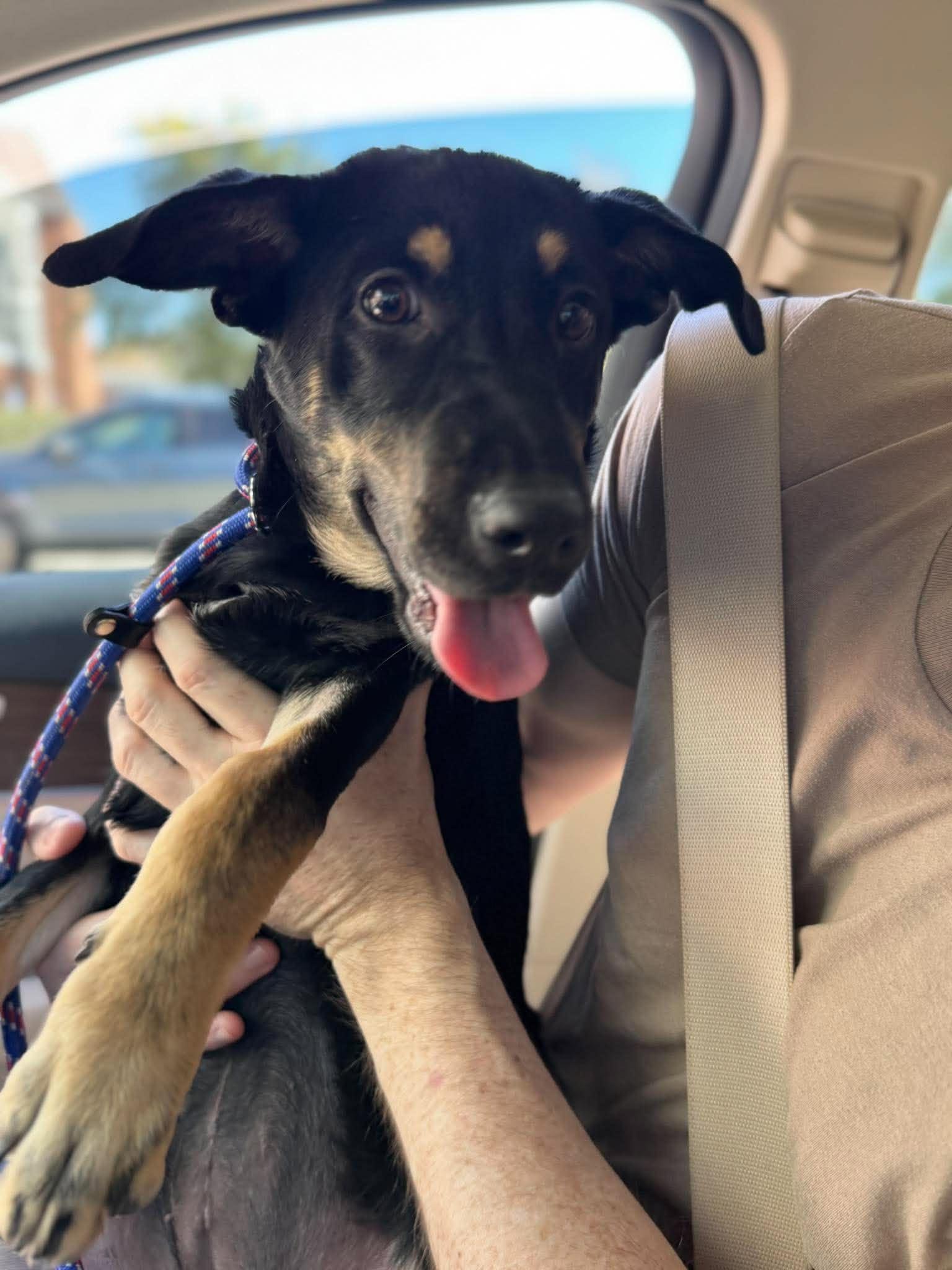 Enlarge Snickers, a Adoptable mixed breed in Palos Heights, IL image 2/2