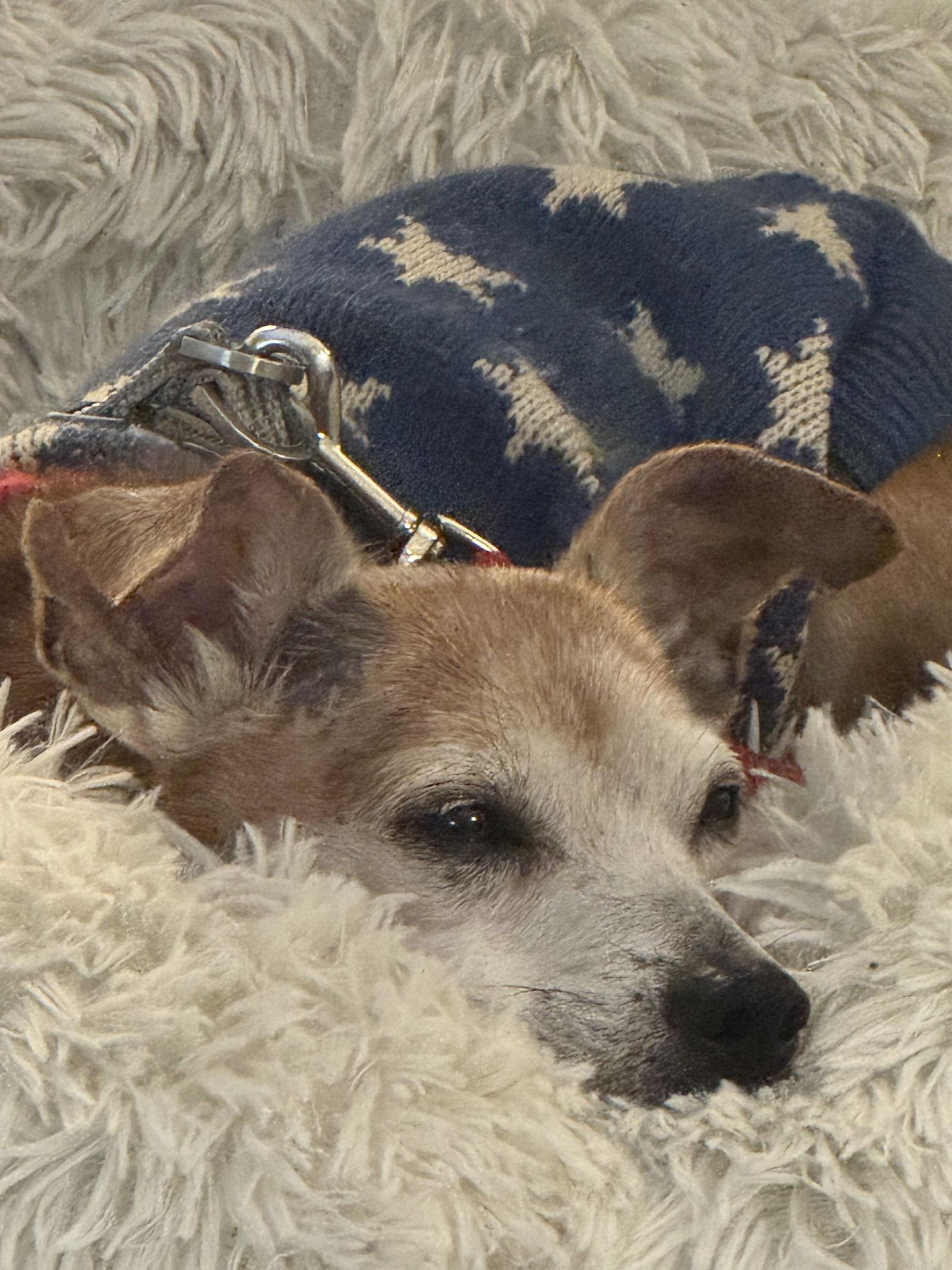 Gus, Adoptable, Senior Male Chihuahua.