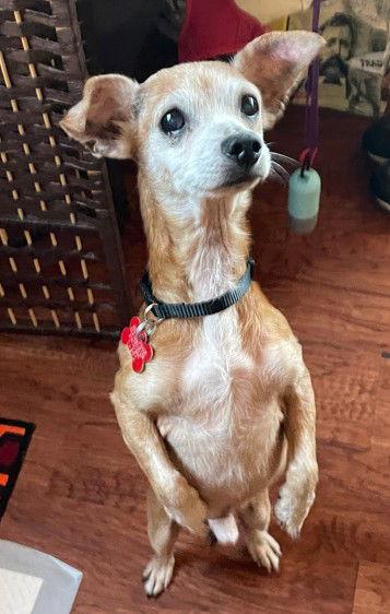 Enlarge Gus, a Adoptable Chihuahua in San Diego, CA image 2/3