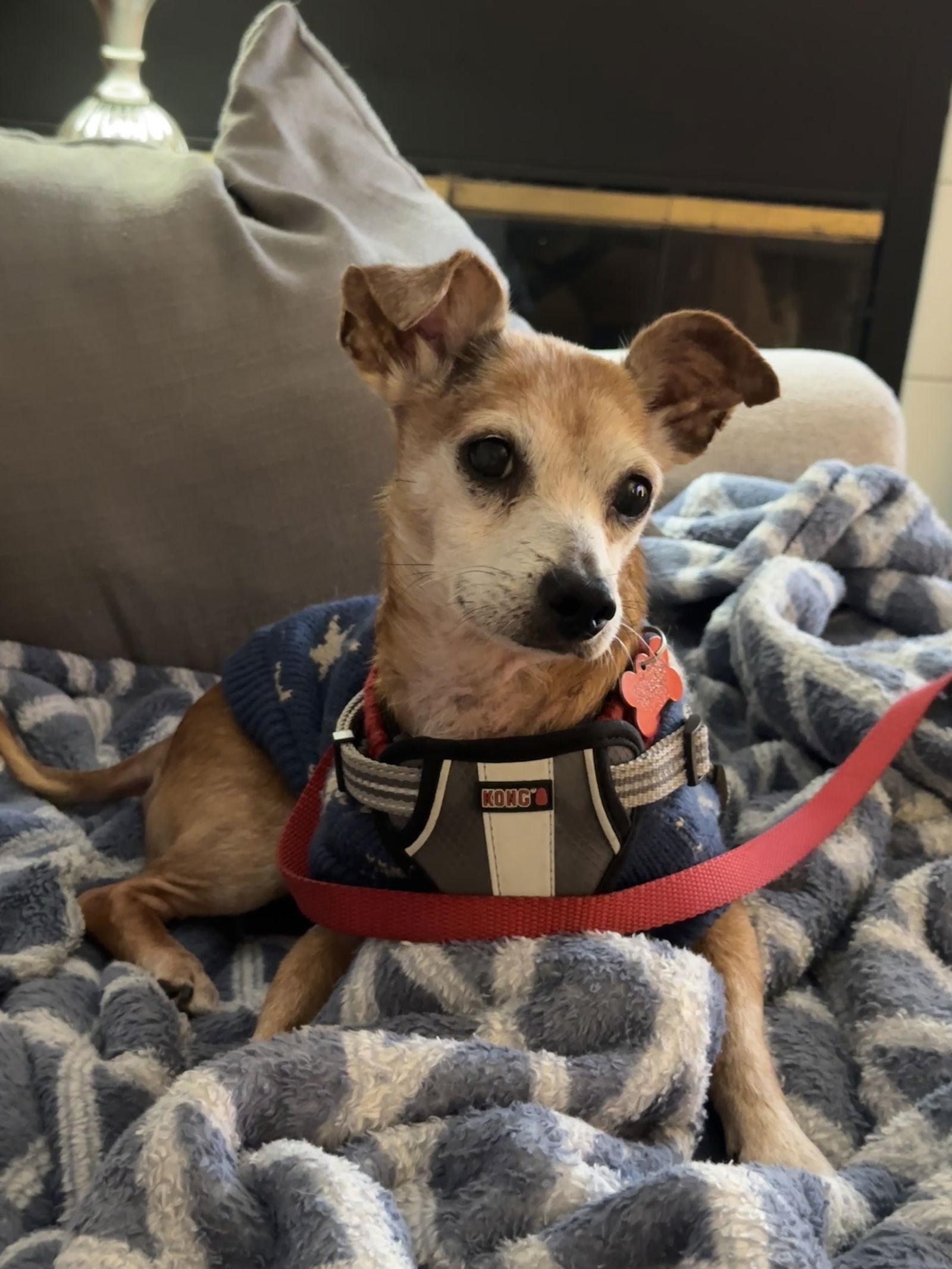 Enlarge Gus, a Adoptable Chihuahua in San Diego, CA image 3/3