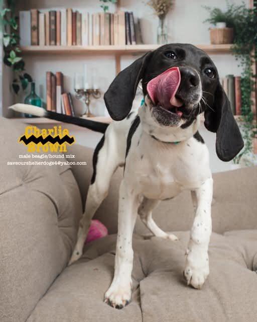 Charlie Brown, a Adoptable mixed breed in Covington, KY image 1/5