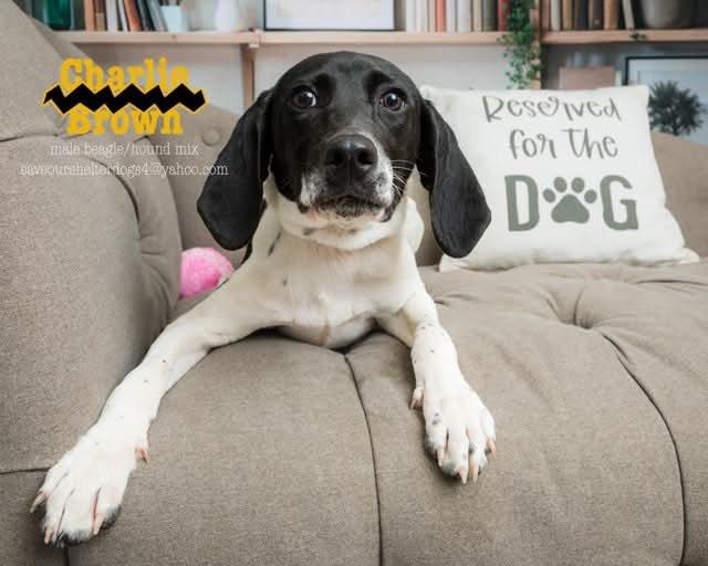 Charlie Brown, a Adoptable mixed breed in Covington, KY image 2/5