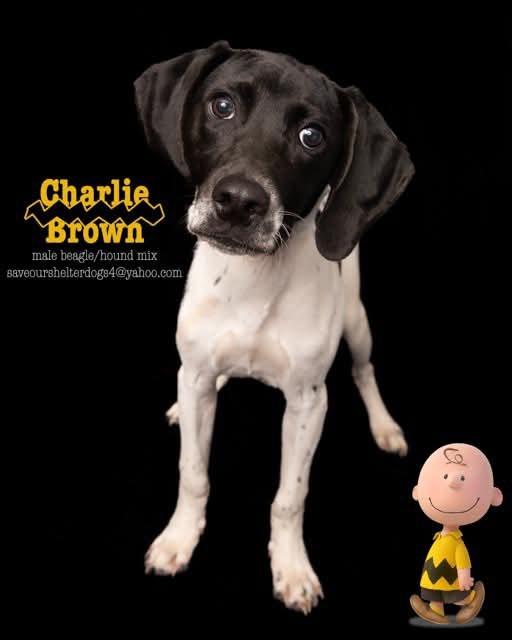 Charlie Brown, a Adoptable mixed breed in Covington, KY image 3/5
