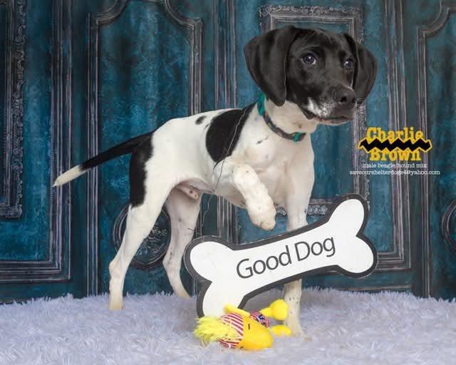 Charlie Brown, a Adoptable mixed breed in Covington, KY image 4/5