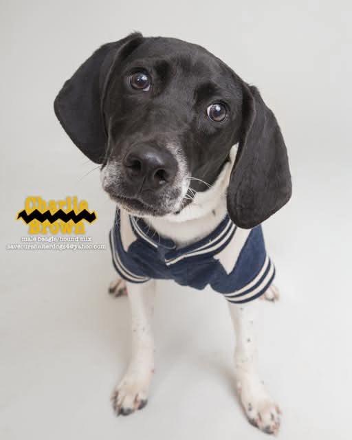 Charlie Brown, a Adoptable mixed breed in Covington, KY image 5/5