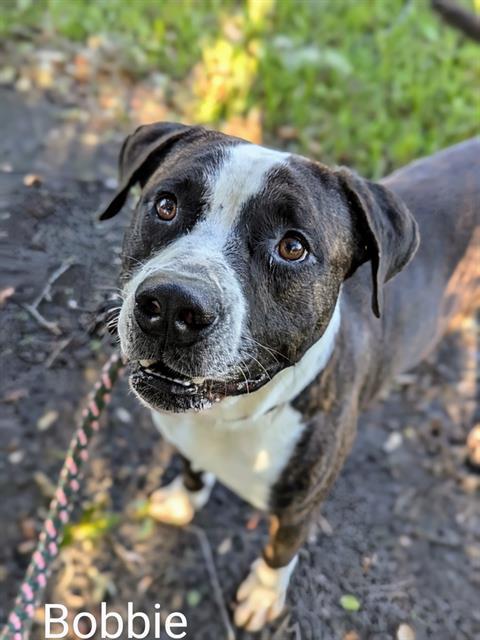 BOBBIE, Adoptable, Adult Male Mixed Breed.