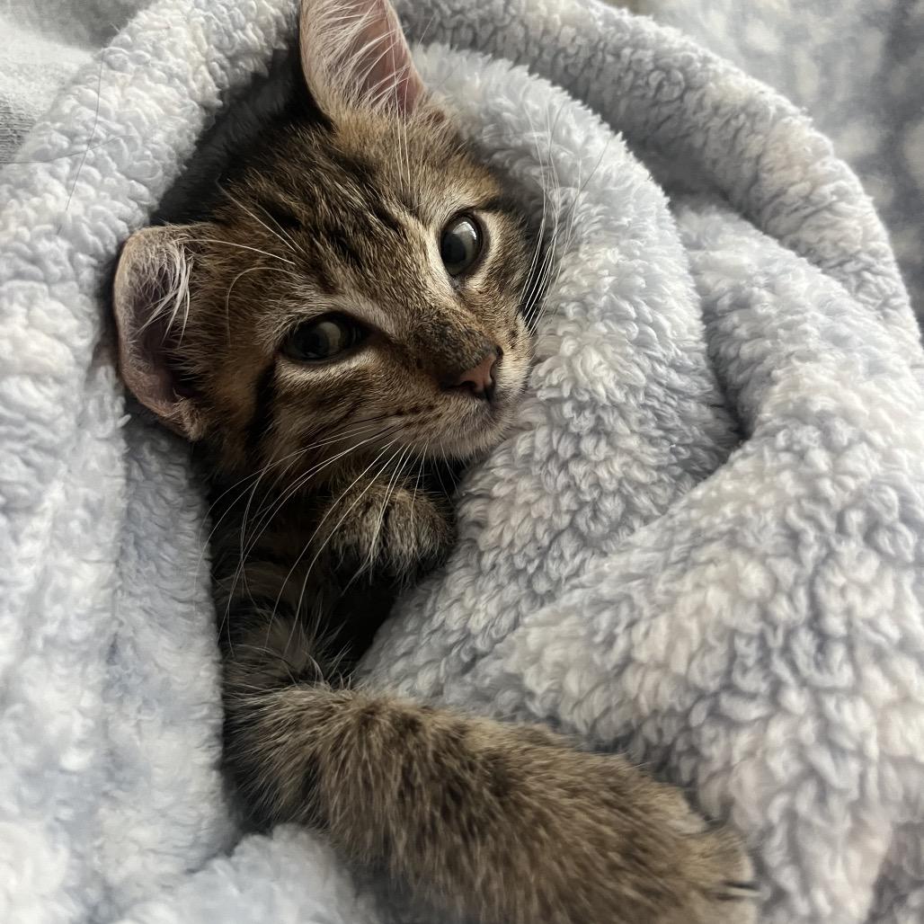 Eclair, Adoptable, Kitten Female Domestic Short Hair.