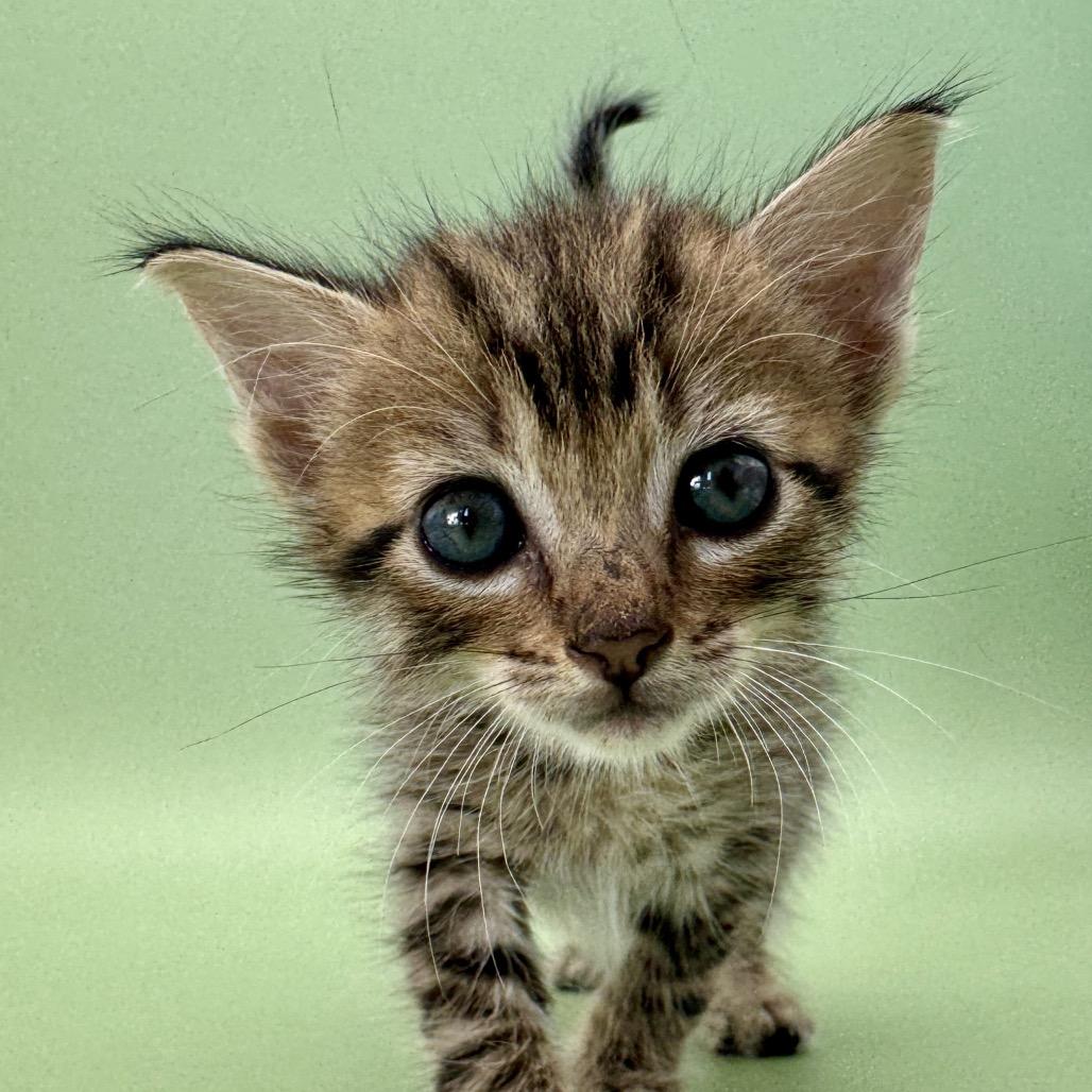 Enlarge Eclair, a Adoptable Domestic Short Hair in Escondido, CA image 2/6