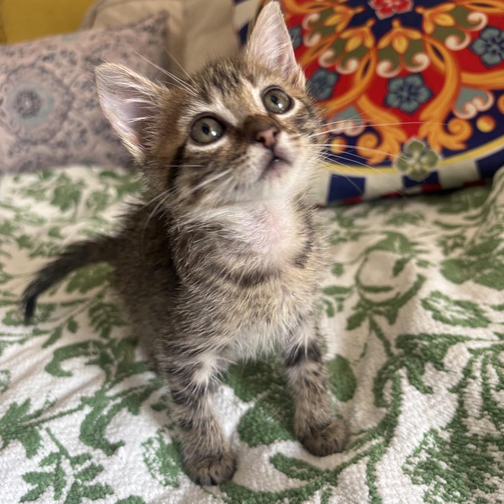 Enlarge Eclair, a Adoptable Domestic Short Hair in Escondido, CA image 3/6