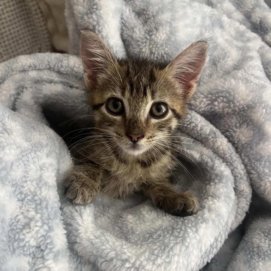 Enlarge Eclair, a Adoptable Domestic Short Hair in Escondido, CA image 4/6