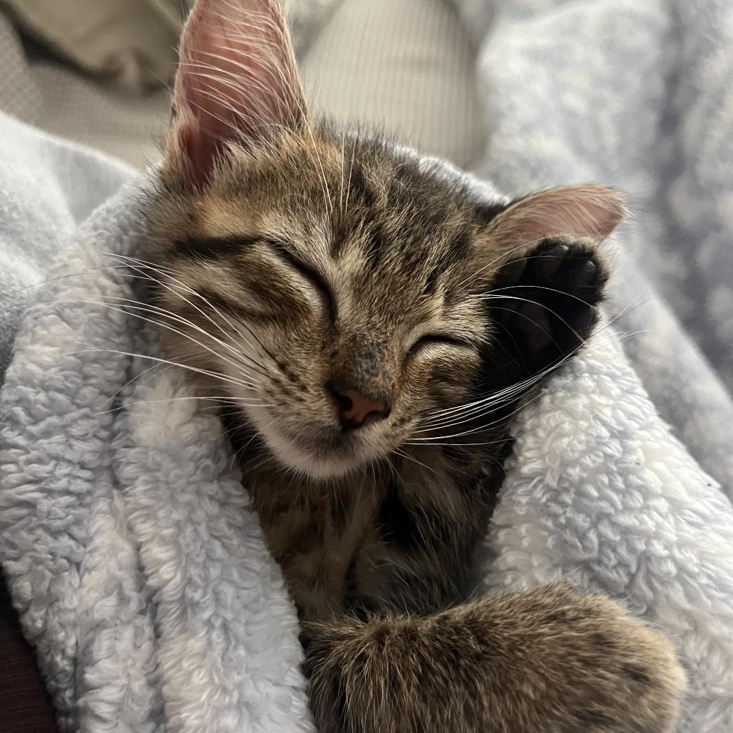 Enlarge Eclair, a Adoptable Domestic Short Hair in Escondido, CA image 5/6