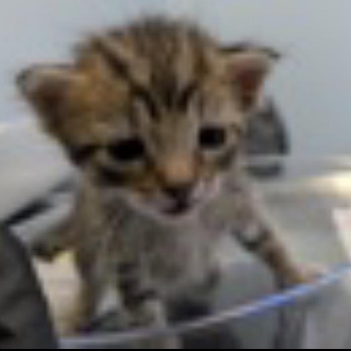 Enlarge Eclair, a Adoptable Domestic Short Hair in Escondido, CA image 6/6