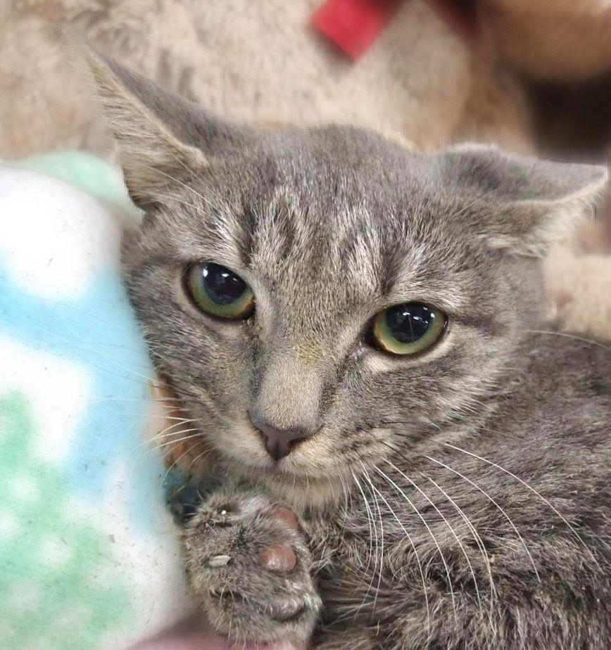 Silver, a Adoptable Domestic Short Hair in Margate, FL image 2/3
