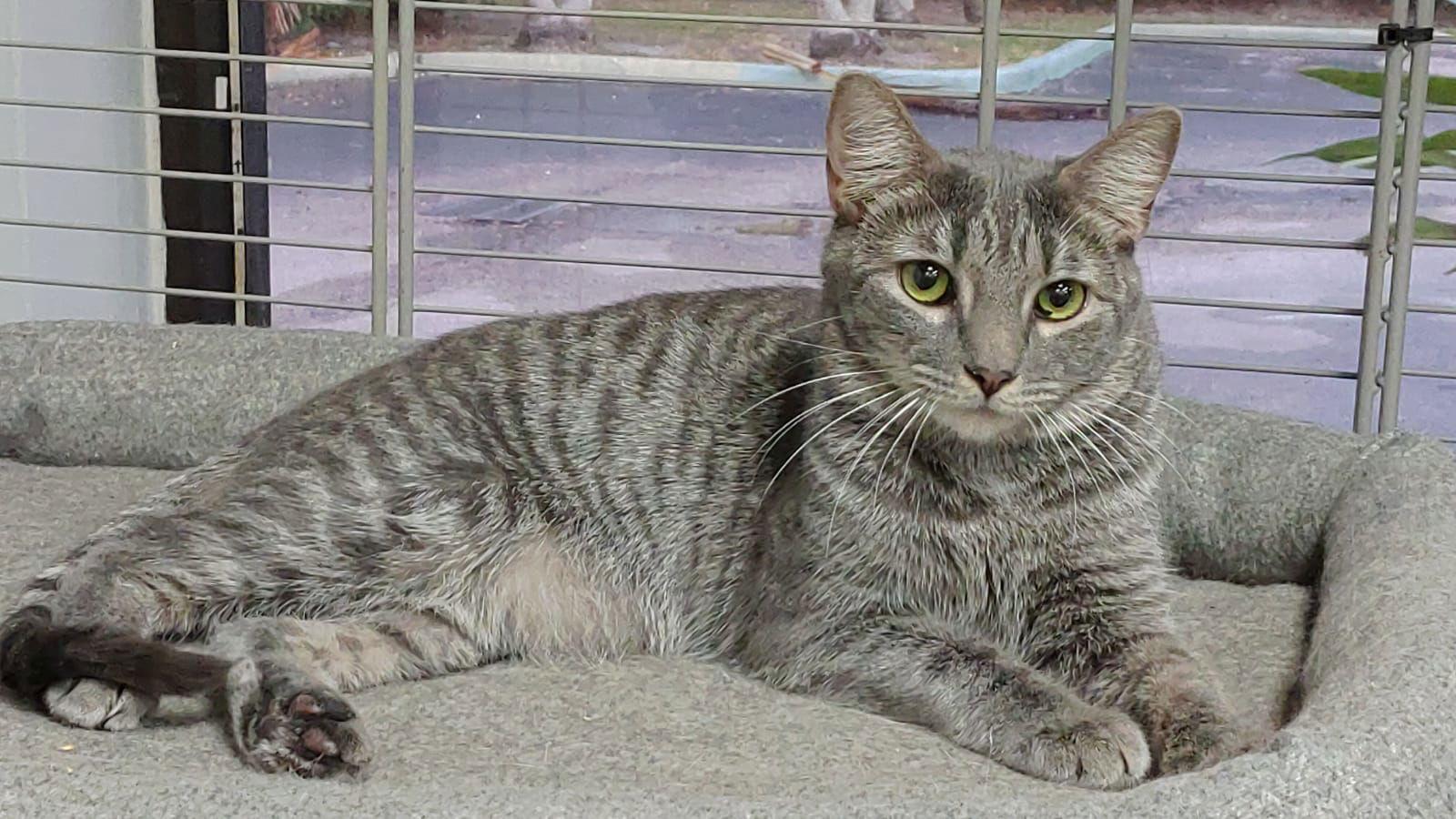 Silver, a Adoptable Domestic Short Hair in Margate, FL image 3/3