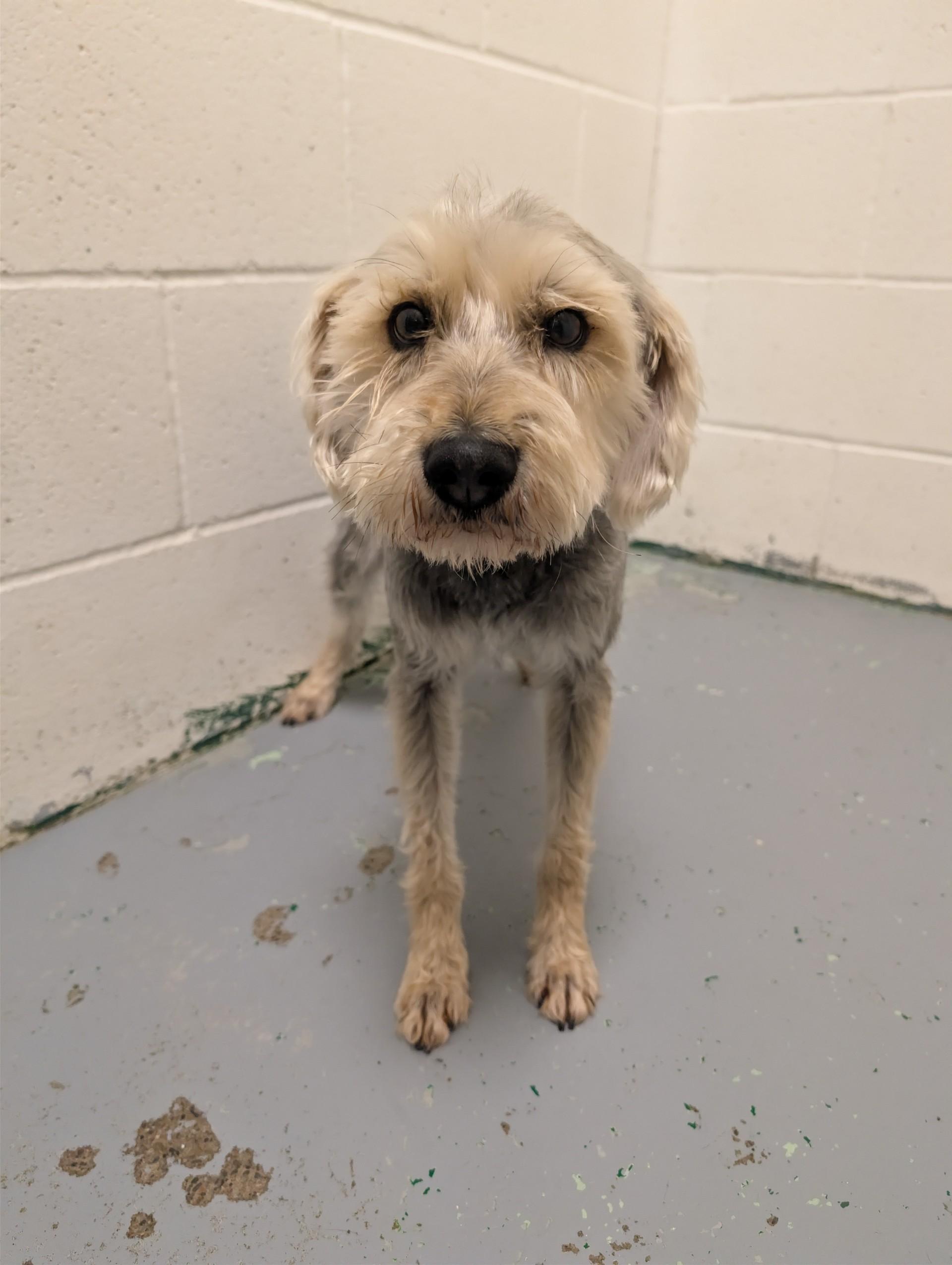 Diesle, adopted, Young Male Miniature Schnauzer.