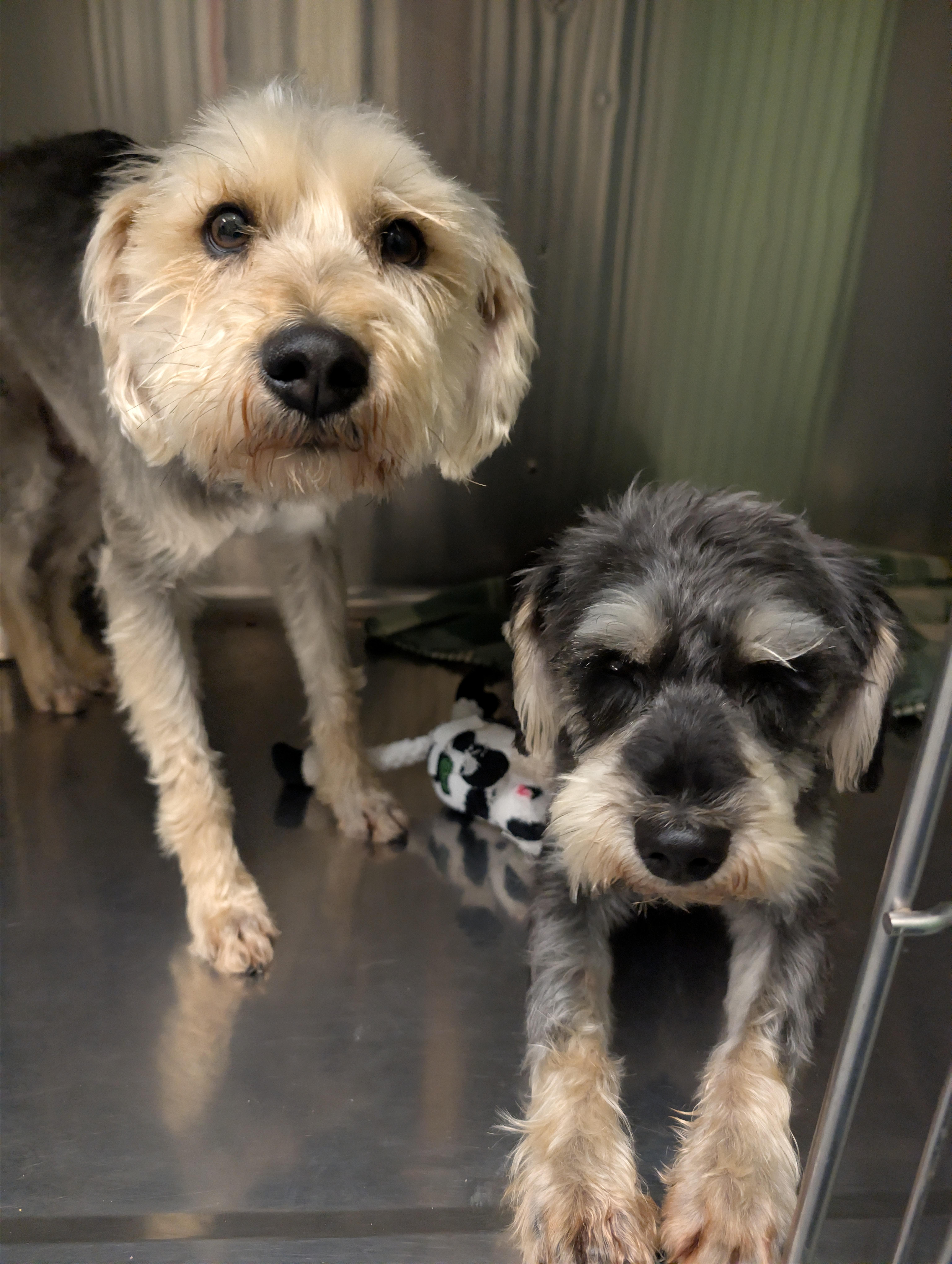 Enlarge Diesle, an adopted Miniature Schnauzer in Spokane, WA image 2/2