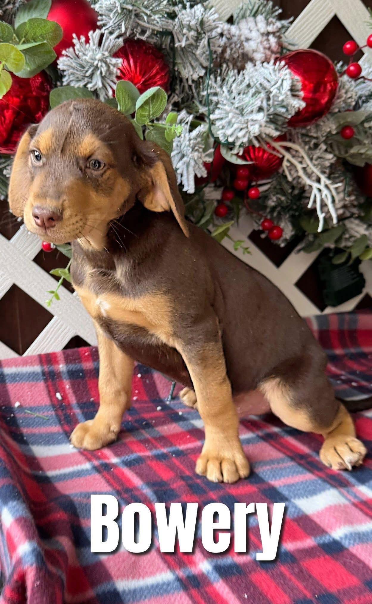 Bowery, Adoptable, Puppy Male Miniature Pinscher.