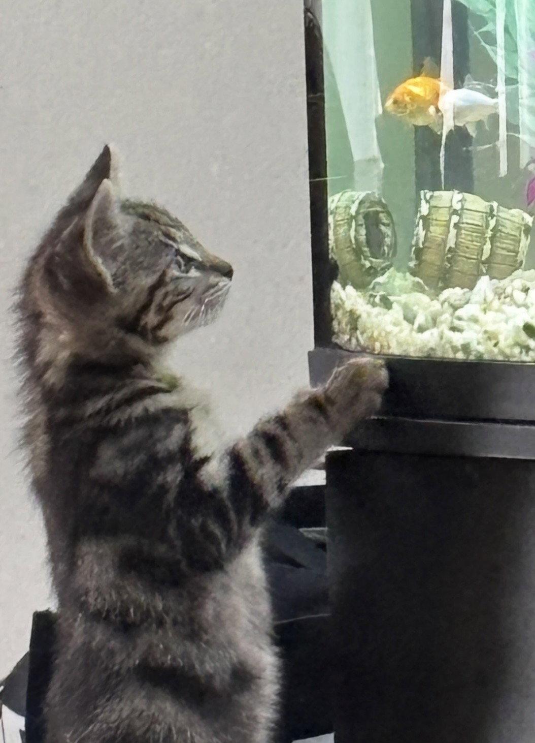 Prince Buster, a Adopted Domestic Short Hair in Walled Lake, MI image 1/3