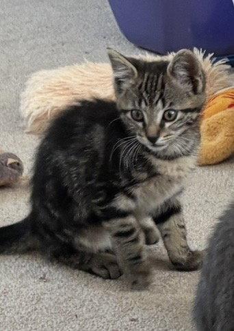 Prince Buster, a Adopted Domestic Short Hair in Walled Lake, MI image 2/3
