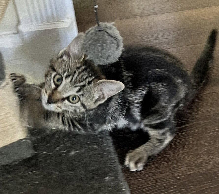 Prince Buster, a Adopted Domestic Short Hair in Walled Lake, MI image 3/3