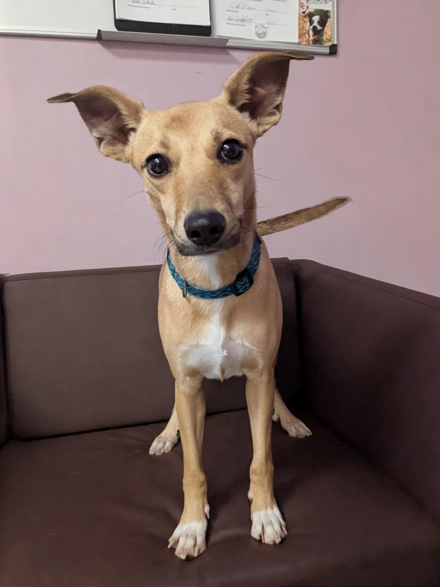 Nala Anne in NH! Come Meet our Adoptable Dogs! More info in Bio , ADOPTABLE, Young Female Chihuahua.