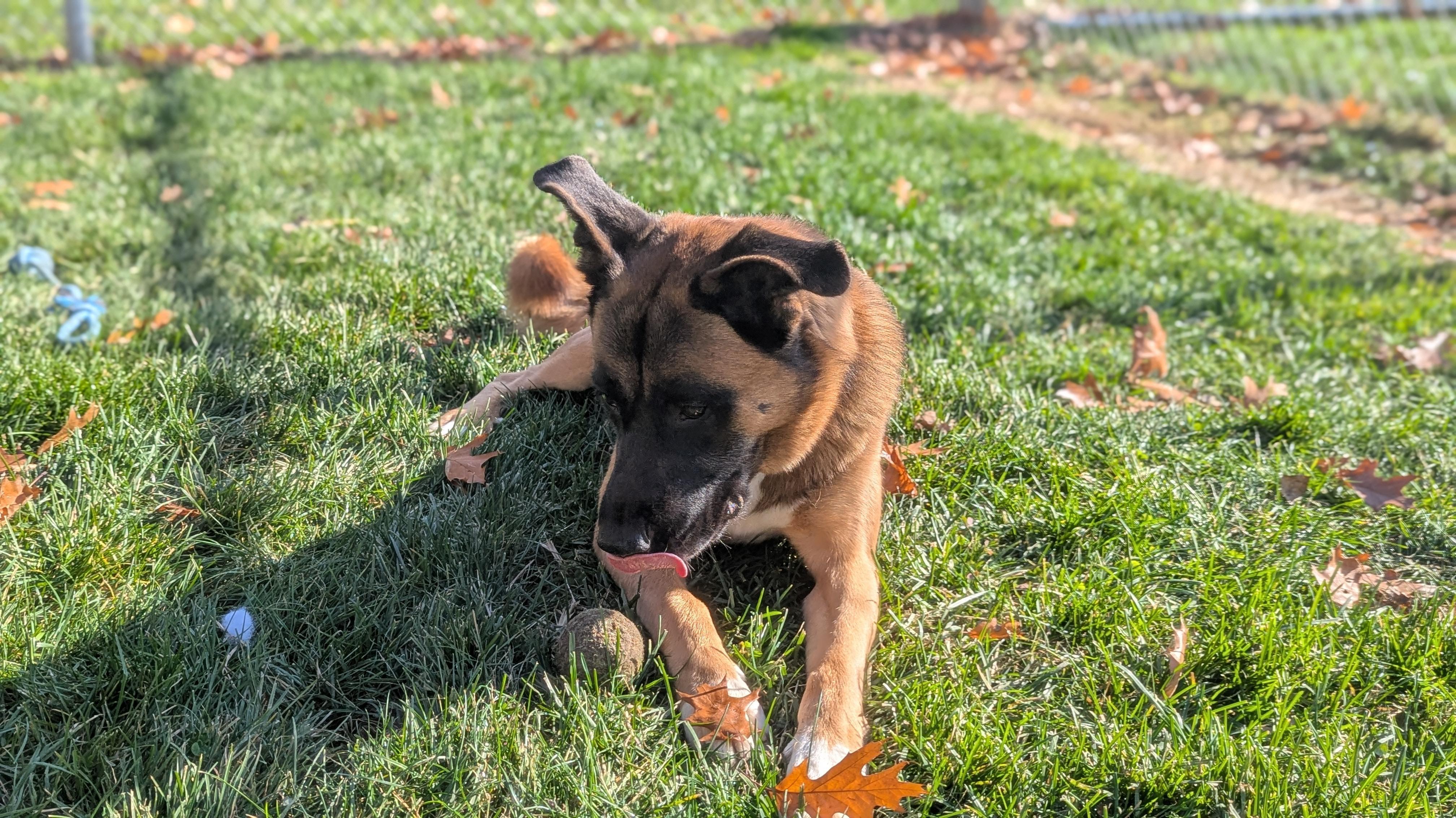 Enlarge Moose, an adoptable mixed breed in Benton Harbor, MI image 4/6