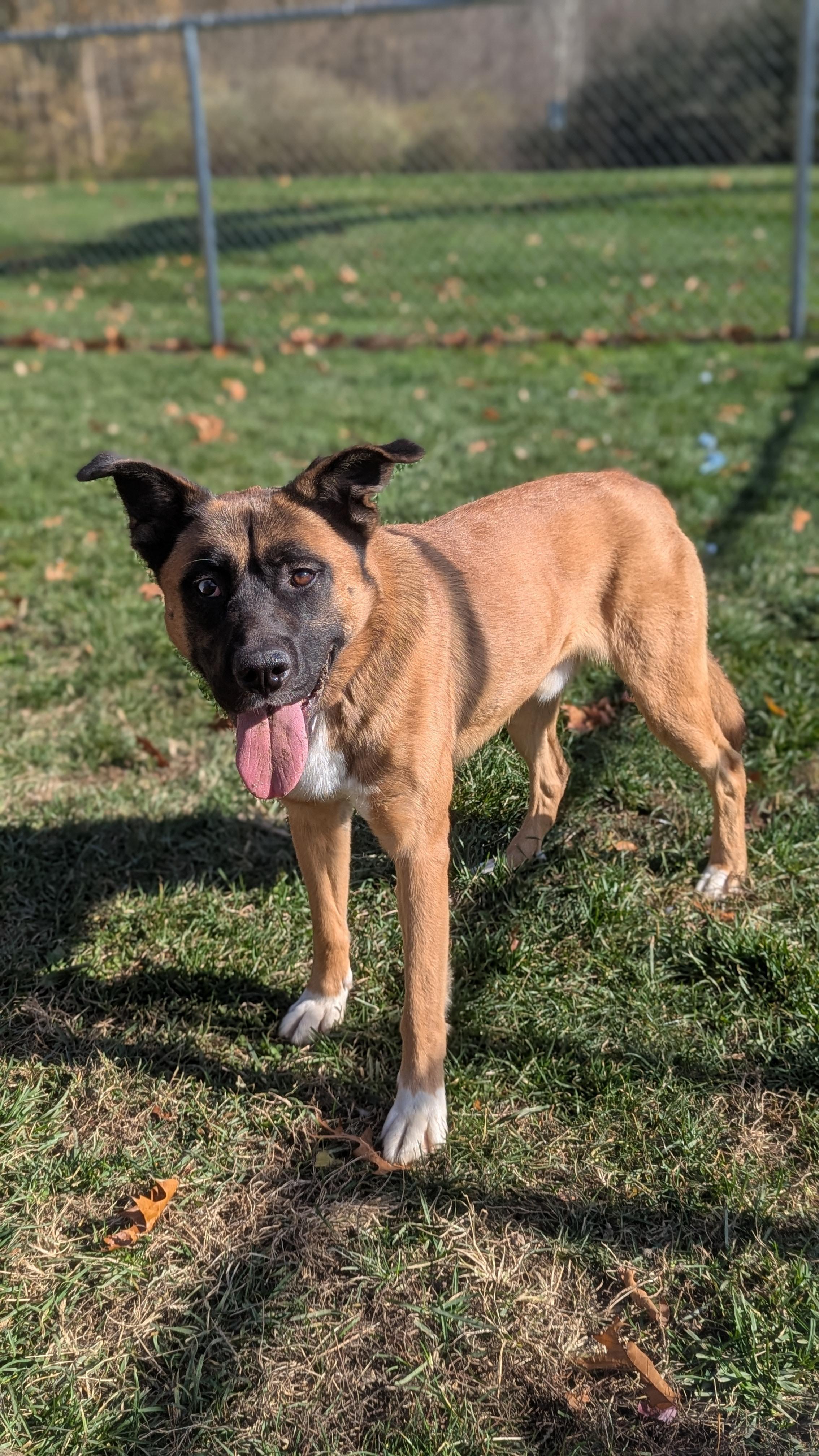 Enlarge Moose, an adoptable mixed breed in Benton Harbor, MI image 5/6