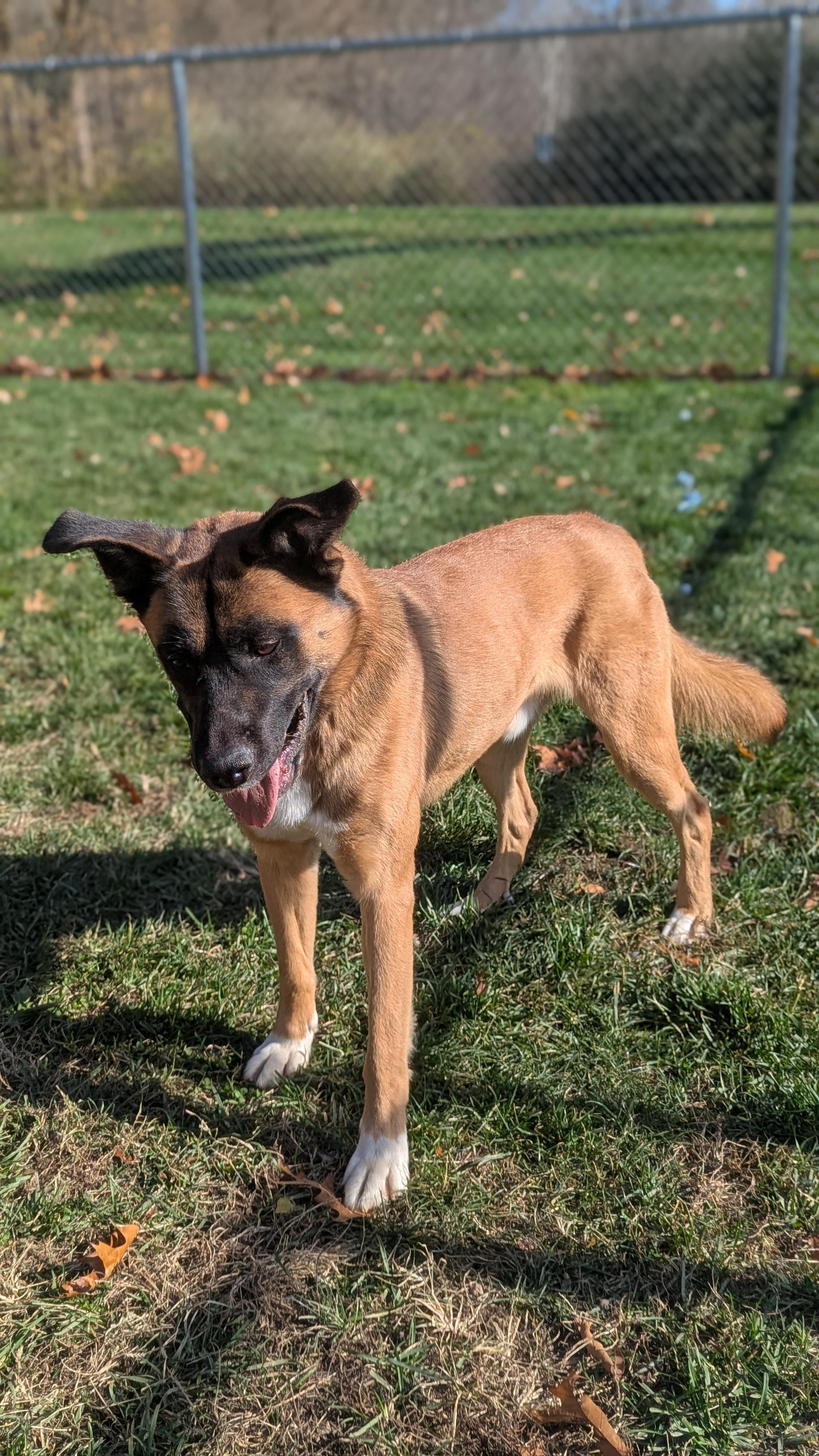Enlarge Moose, an adoptable mixed breed in Benton Harbor, MI image 1/6
