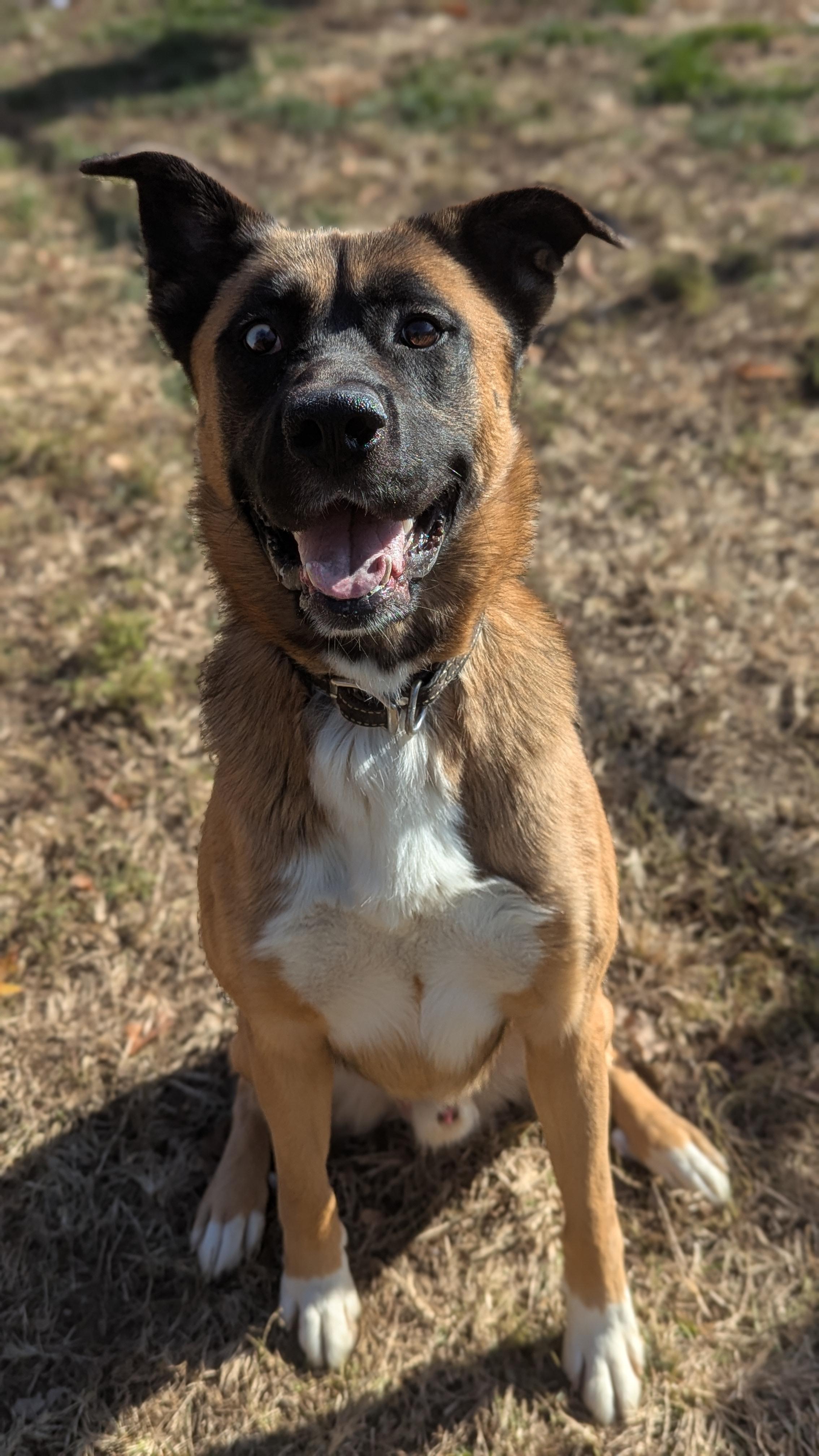 Enlarge Moose, an adoptable mixed breed in Benton Harbor, MI image 3/6