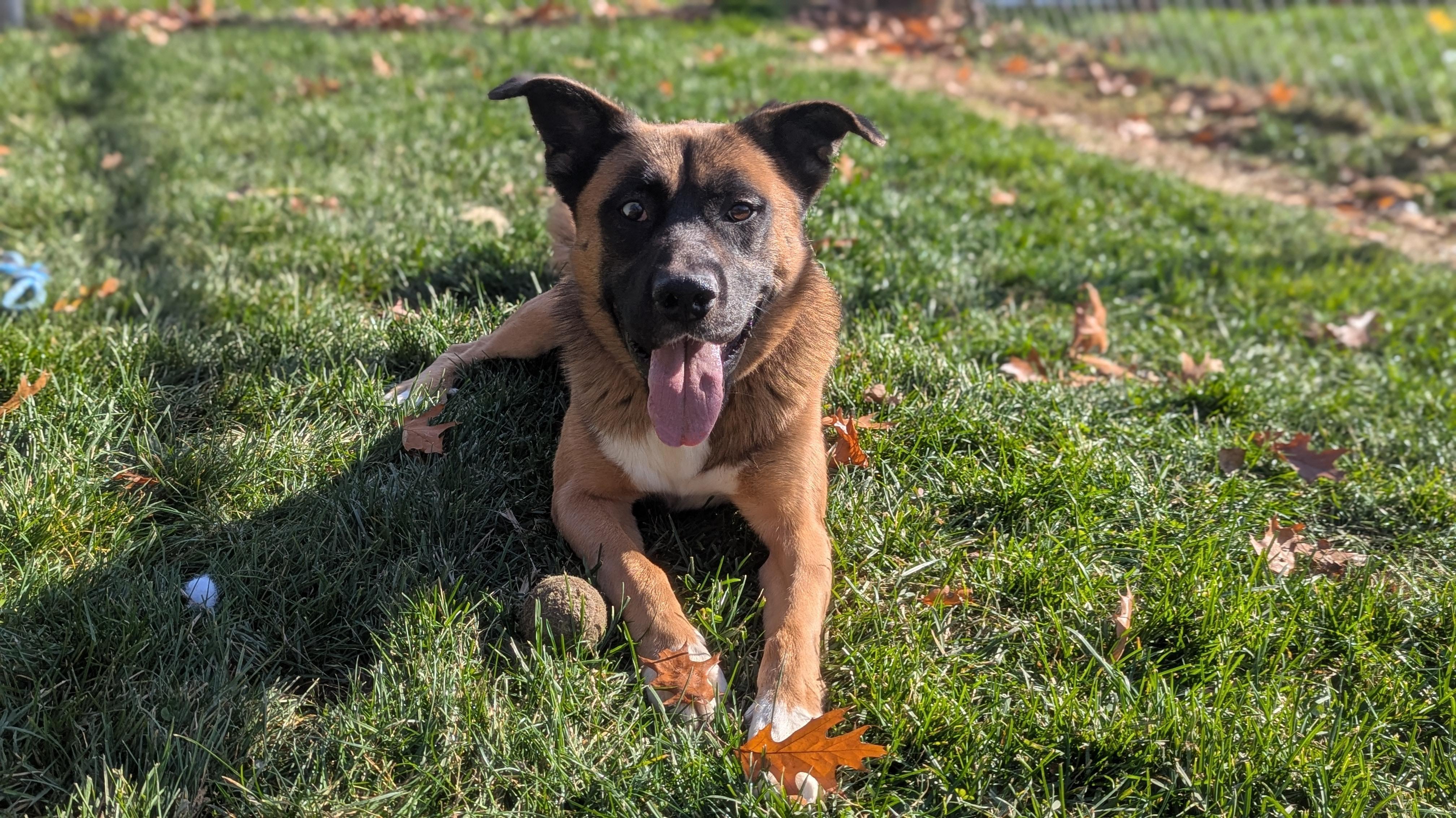 Enlarge Moose, an adoptable mixed breed in Benton Harbor, MI image 2/6