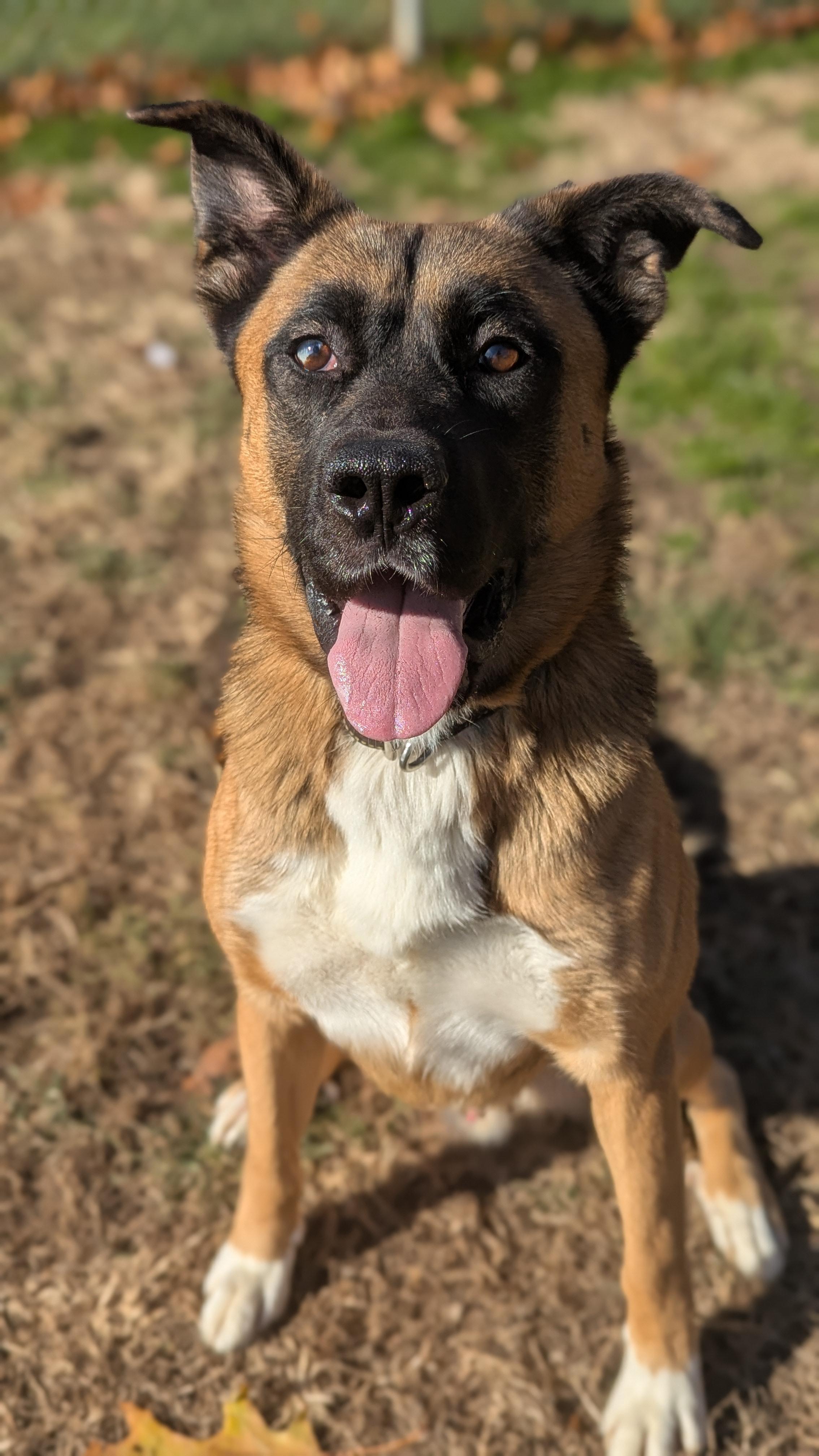 Enlarge Moose, an adoptable mixed breed in Benton Harbor, MI image 6/6